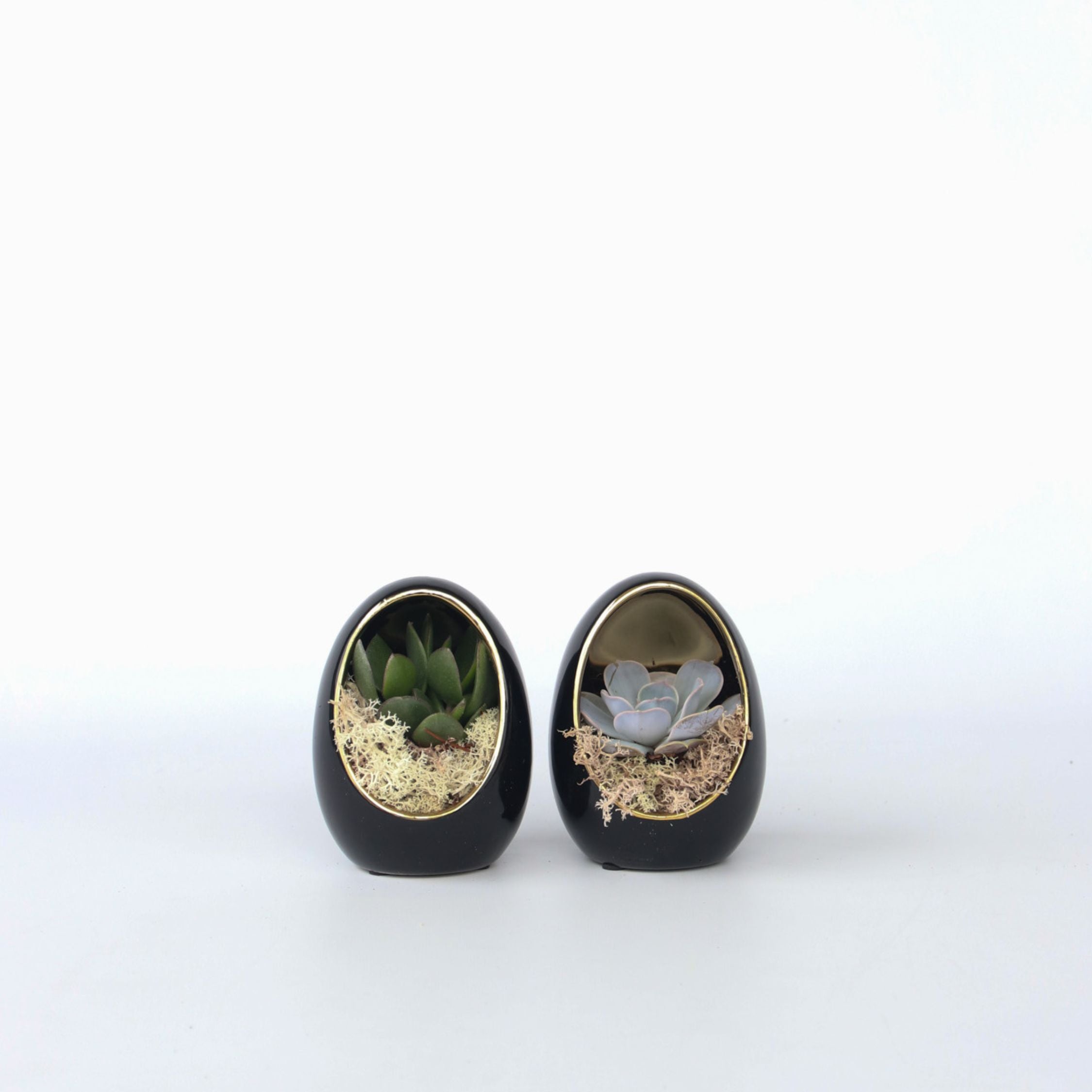 Echeveria Æg Sort Guld - Sæt med 2 - Echeveria lilacina