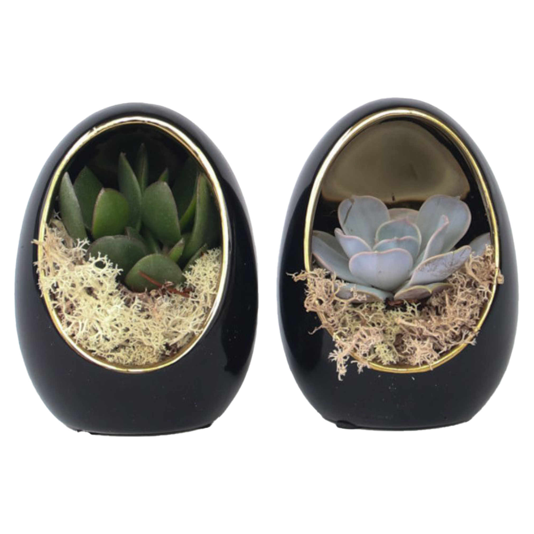 Echeveria Æg Sort Guld - Sæt med 2 - Echeveria lilacina