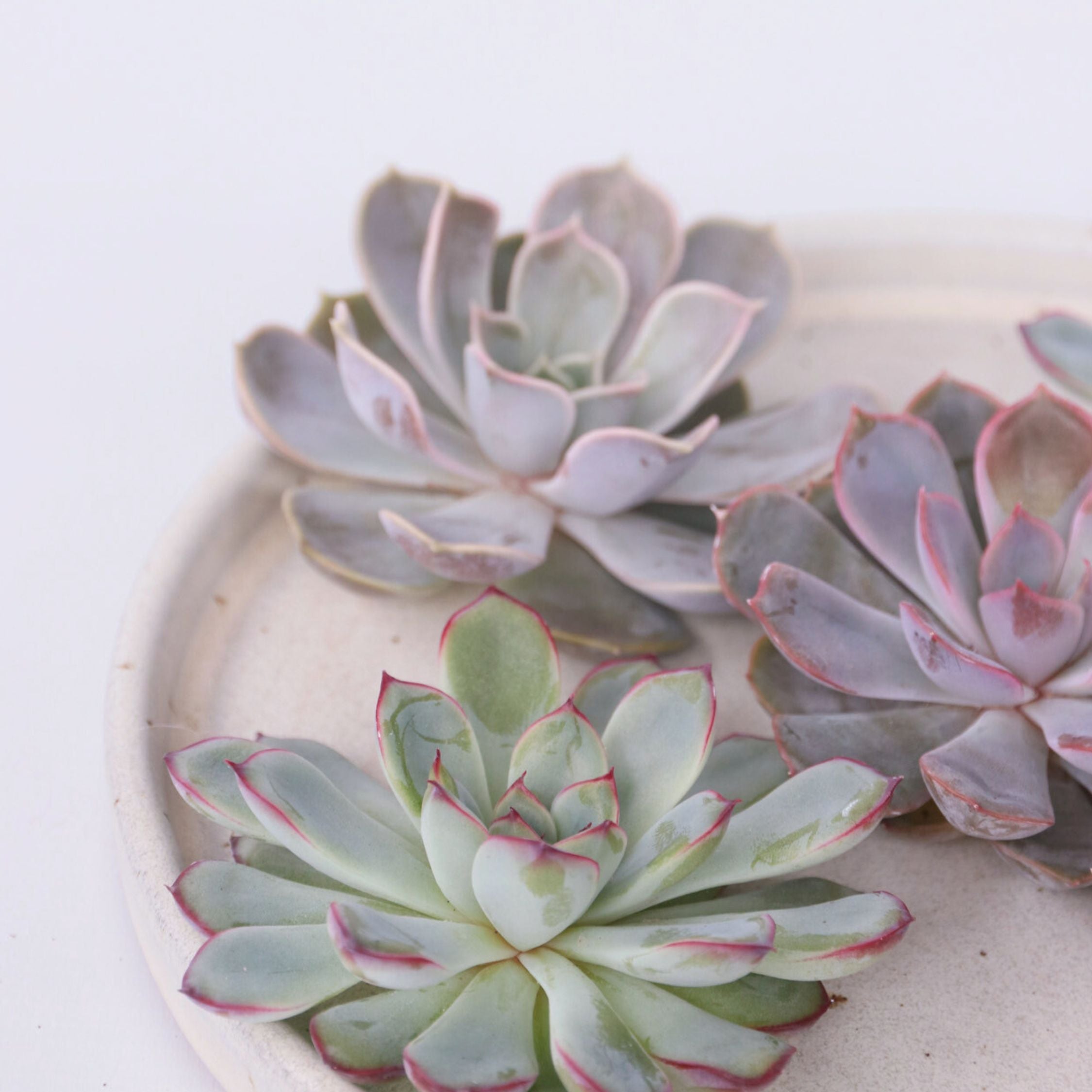 Echeveria DIY Mix - Sæt med 5 - Echeveria lilacina