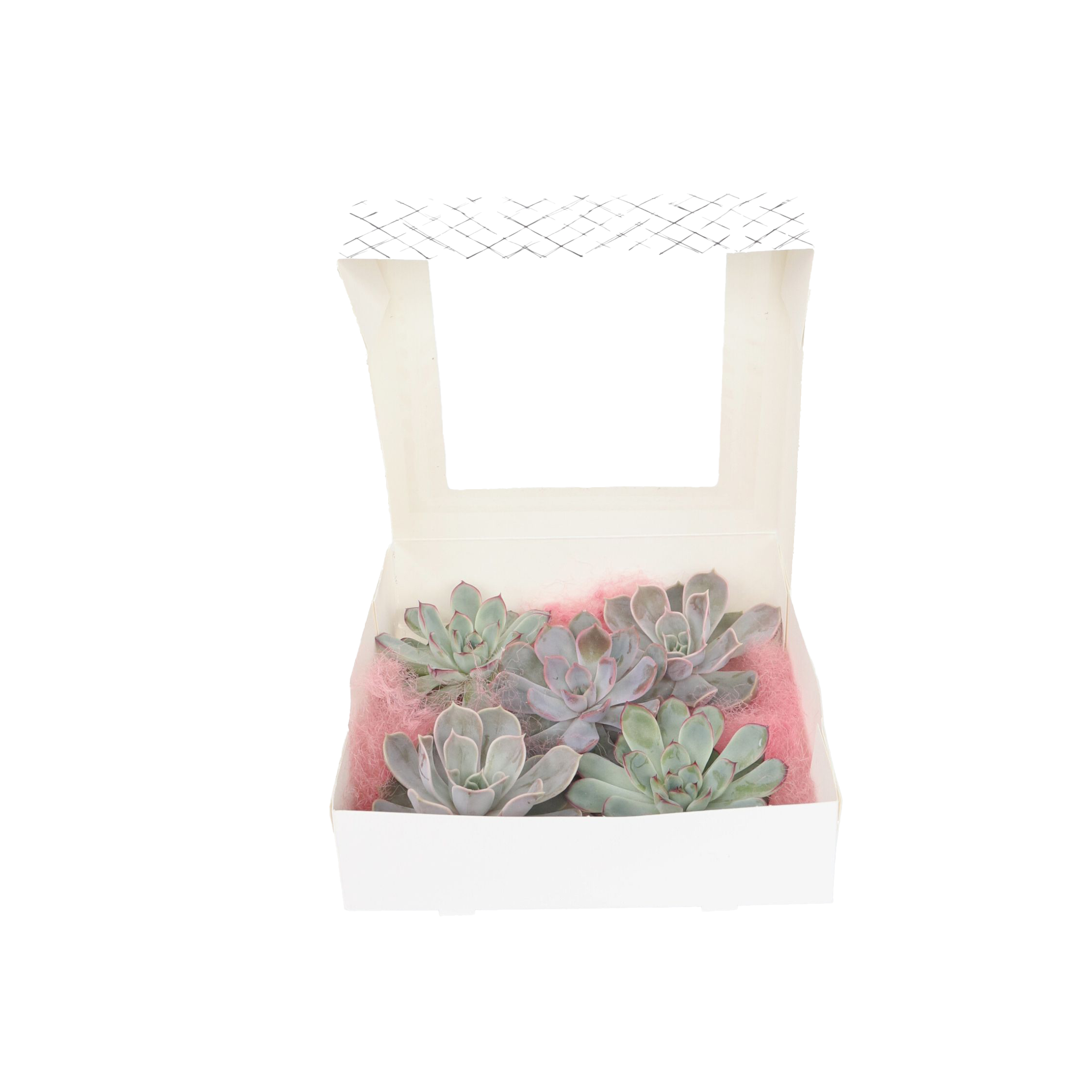 Echeveria DIY Mix - Sæt med 5 - Echeveria lilacina