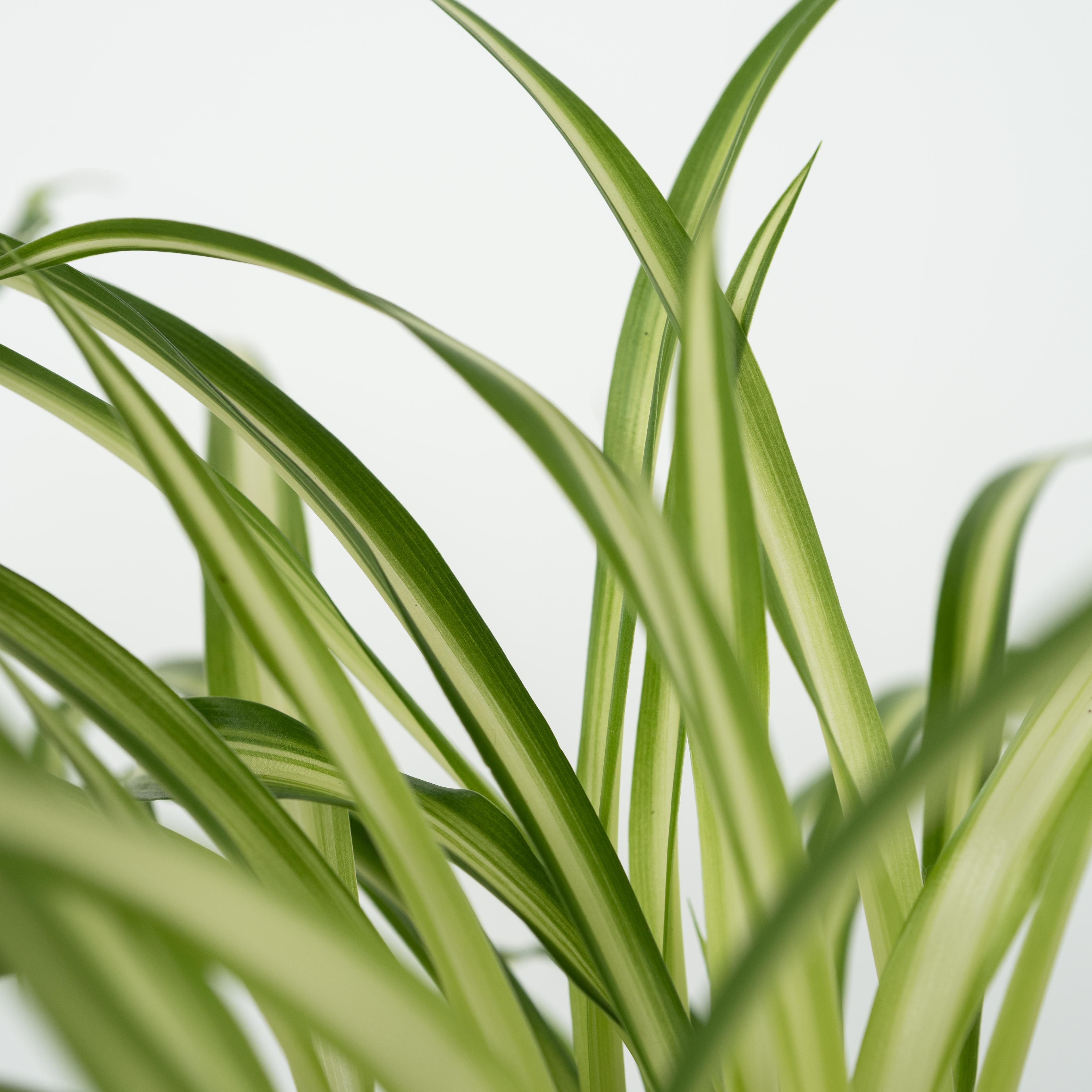 Kæledyrsvenlige stueplanter - Sæt 4 - Pet Friendy Mix