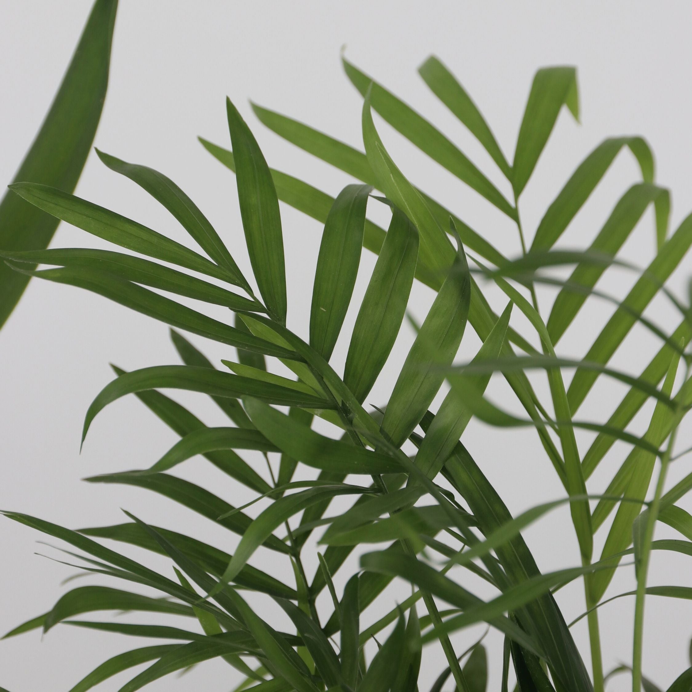 Sæt med store indendørs palmer - Sæt med 3