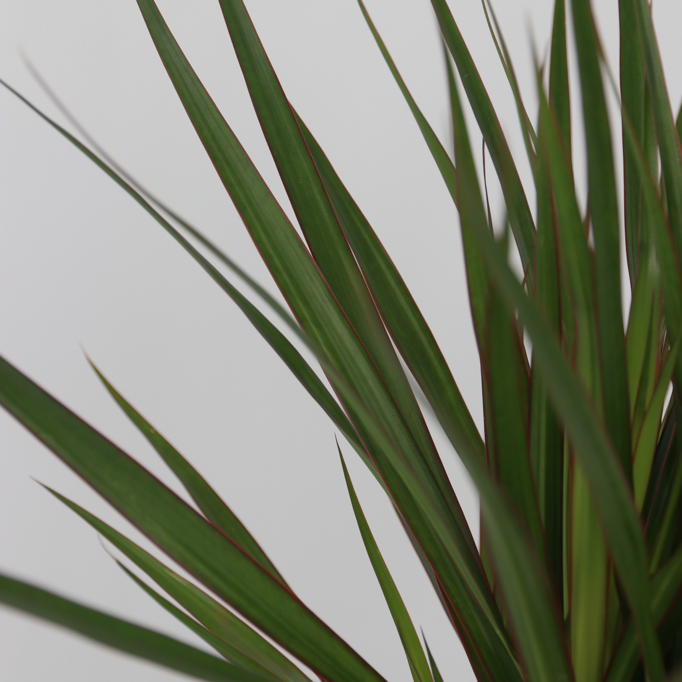 Sæt med store indendørs palmer - Sæt med 3