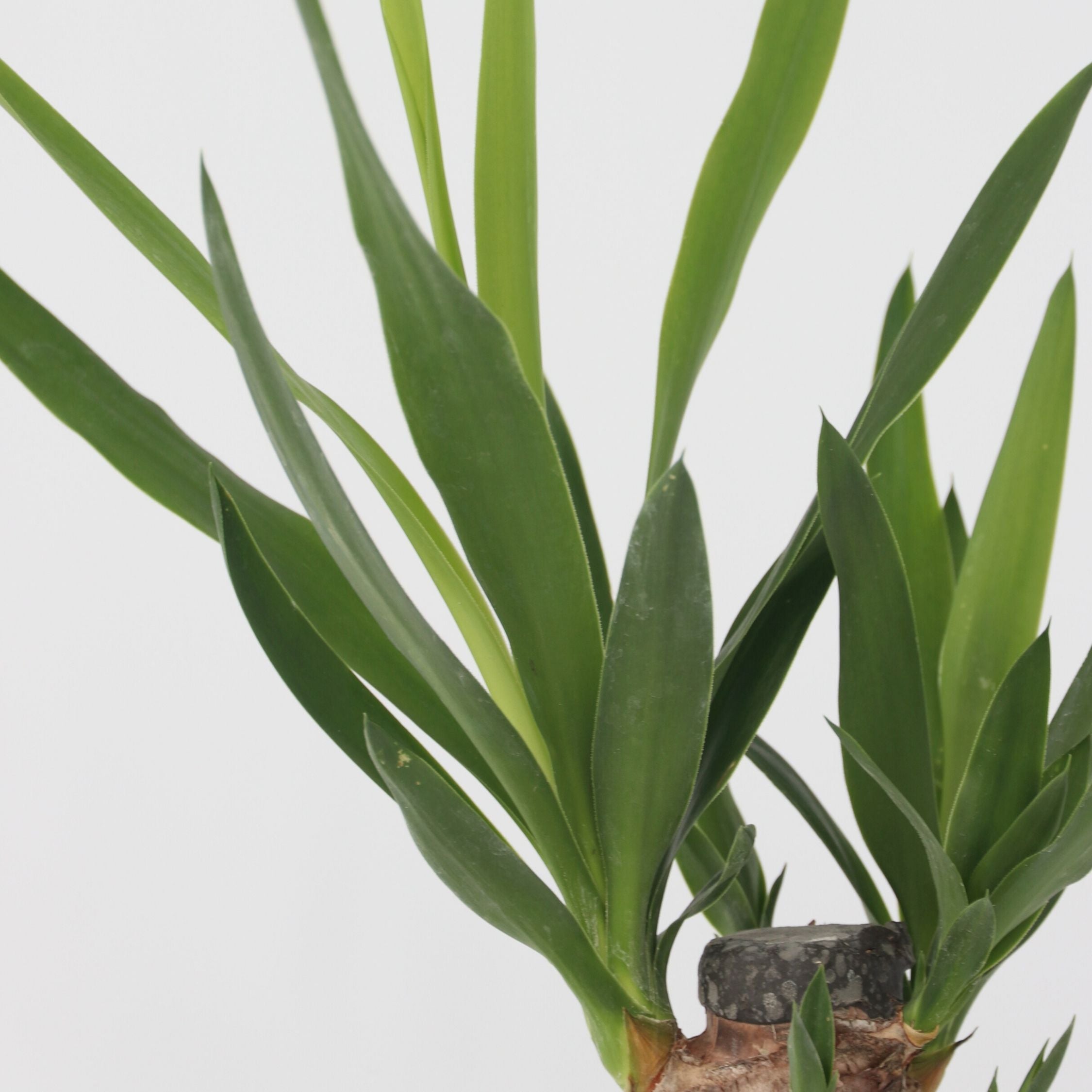 Mini inomhus Palmmix - Sæt med 3 - Mini Indoor Palm Mix