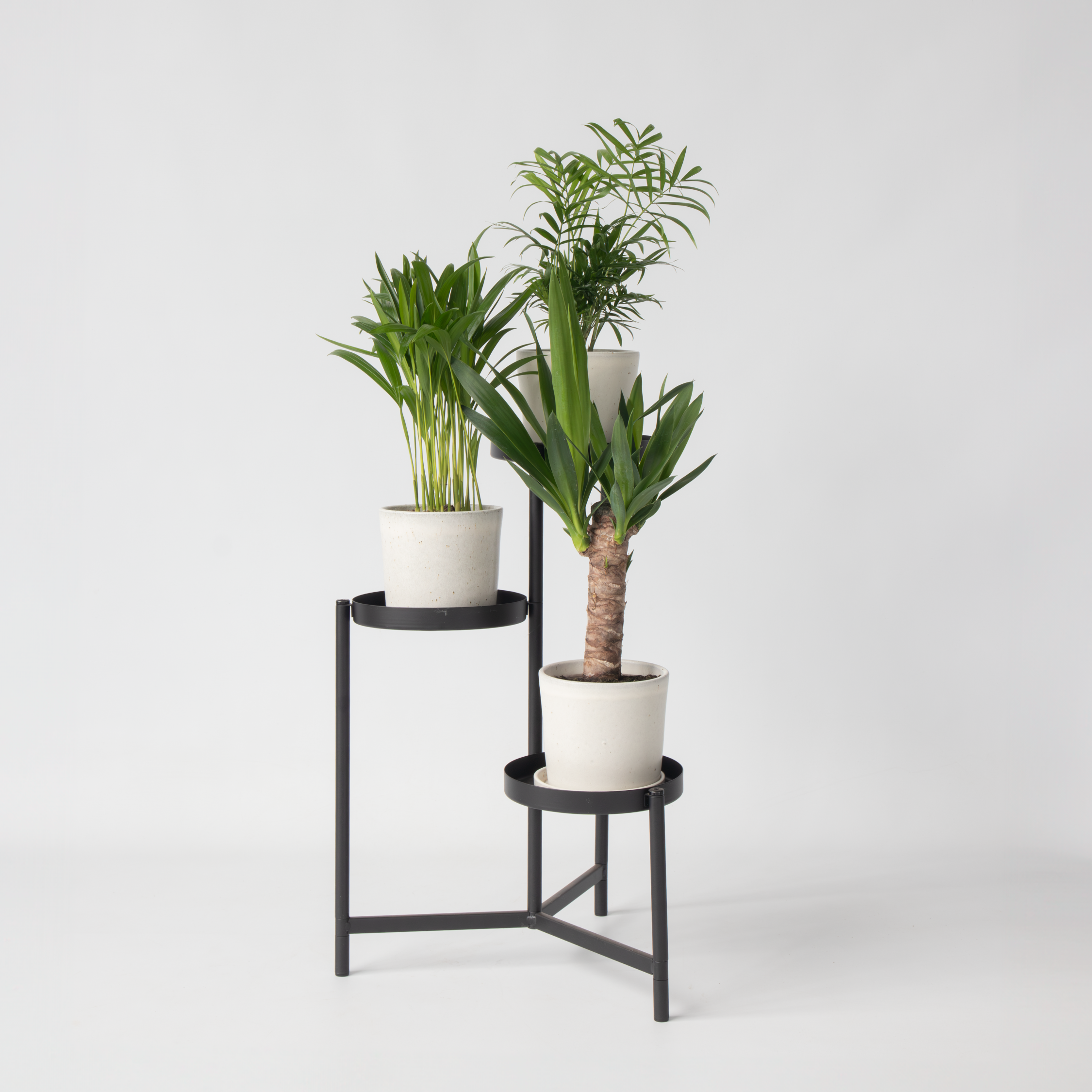 Mini inomhus Palmmix - Sæt med 3 - Mini Indoor Palm Mix