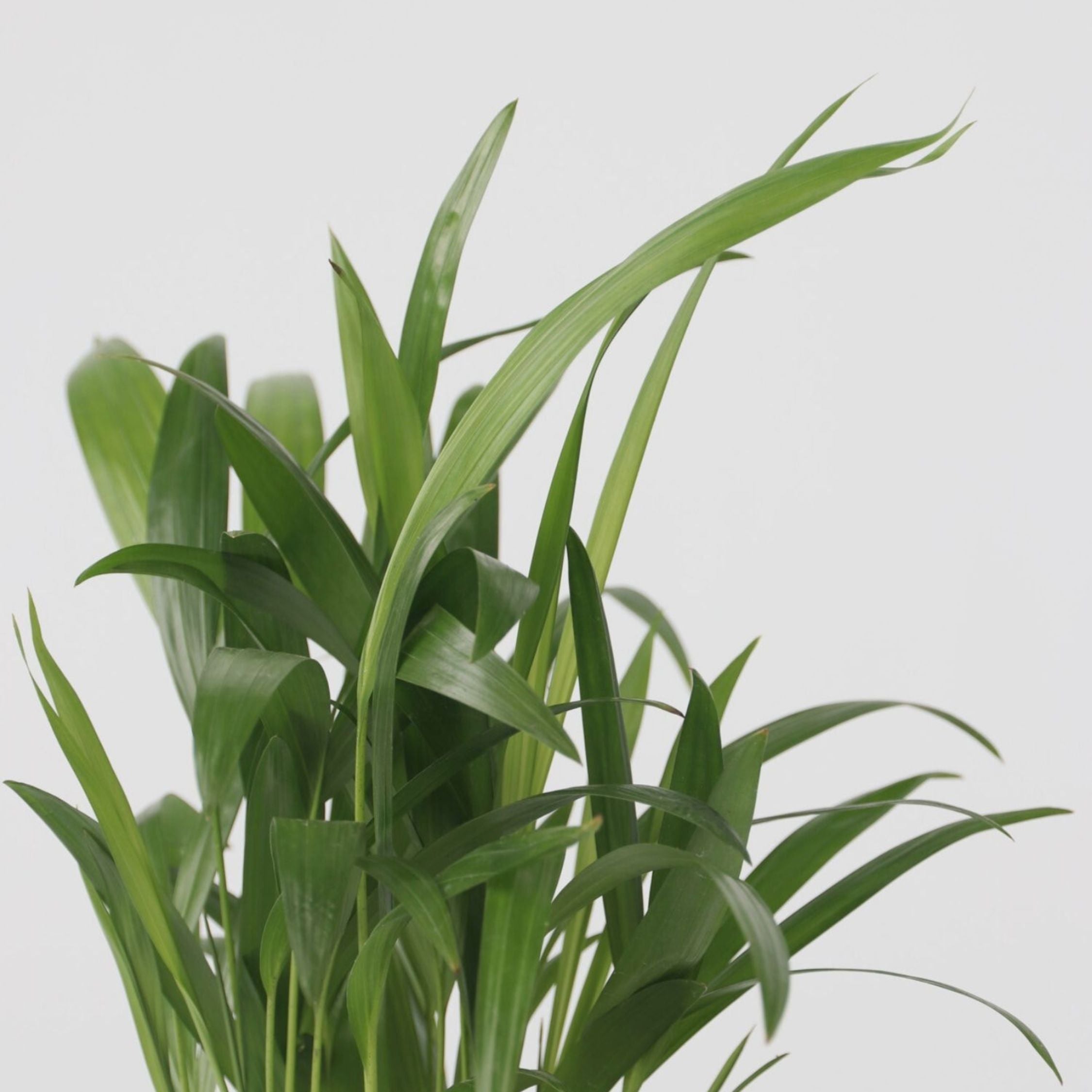 Mini inomhus Palmmix - Sæt med 3 - Mini Indoor Palm Mix