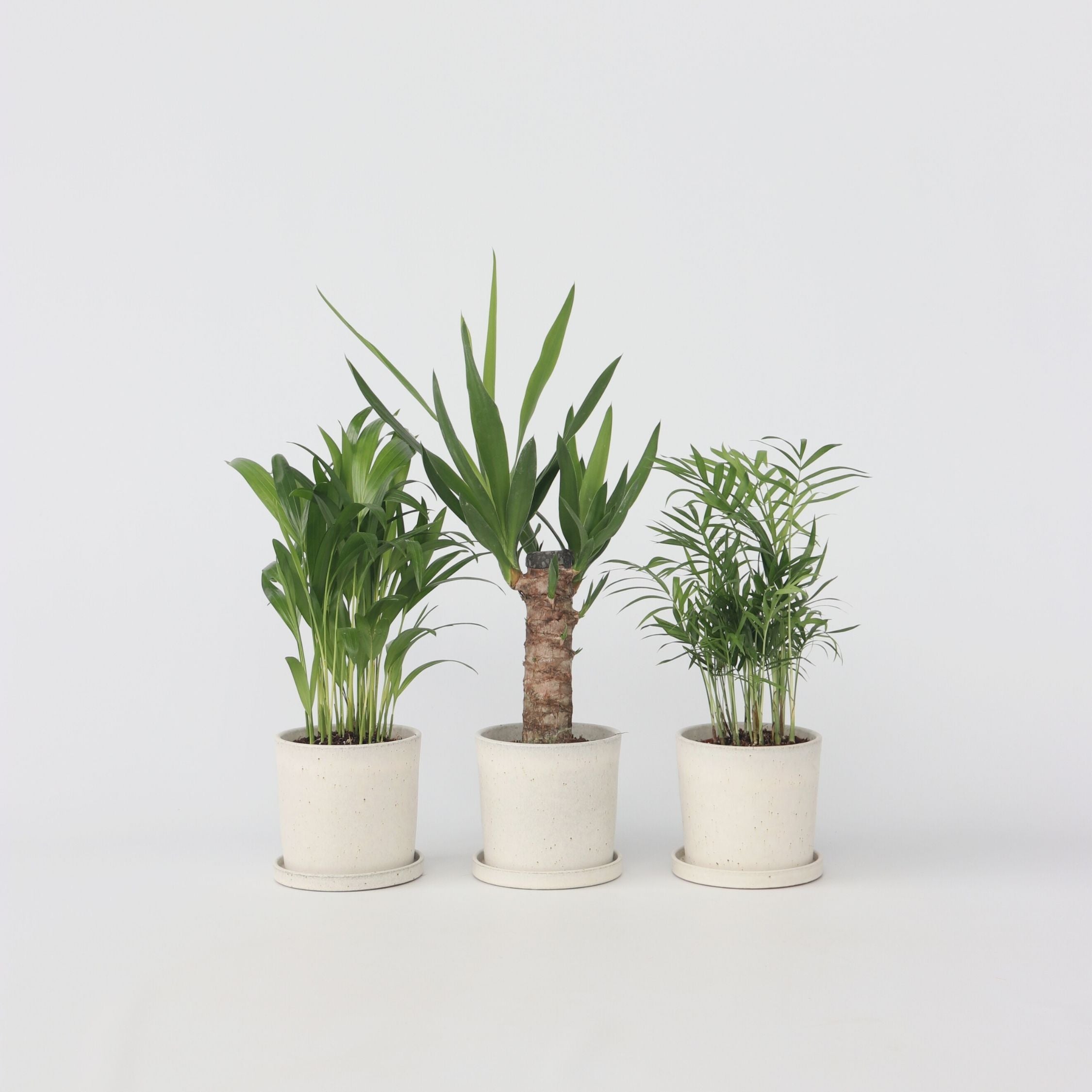 Mini inomhus Palmmix - Sæt med 3 - Mini Indoor Palm Mix