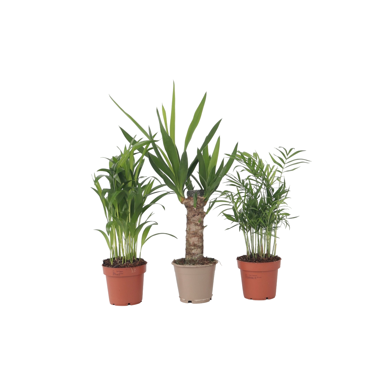 Mini inomhus Palmmix - Sæt med 3 - Mini Indoor Palm Mix