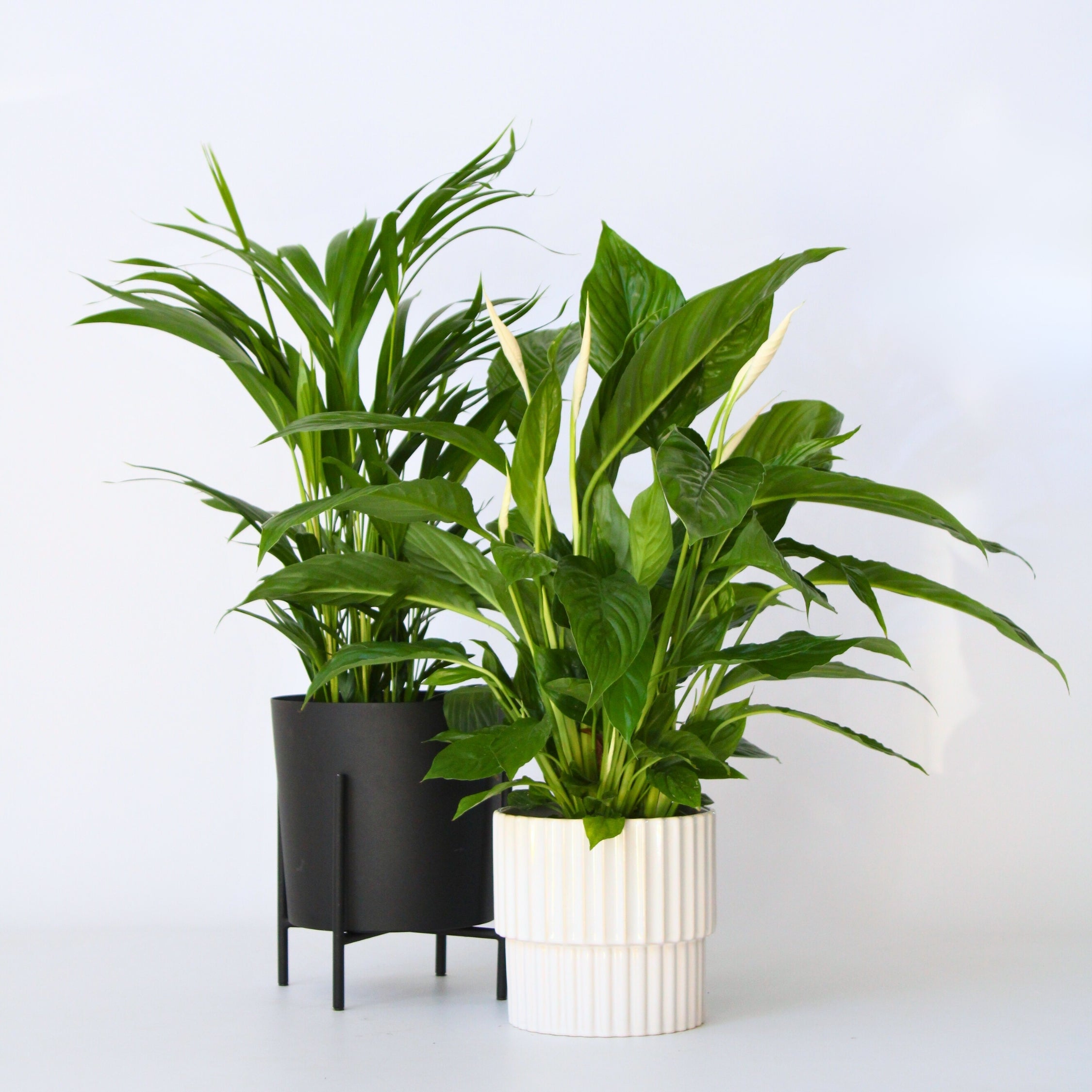 Grøn to - Sæt med 2 - Spathiphyllum, Dypsis lutescens