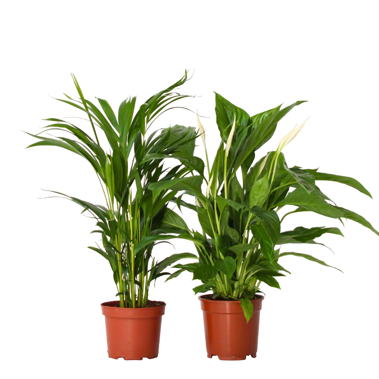 Grøn to - Sæt med 2 - Spathiphyllum, Dypsis lutescens