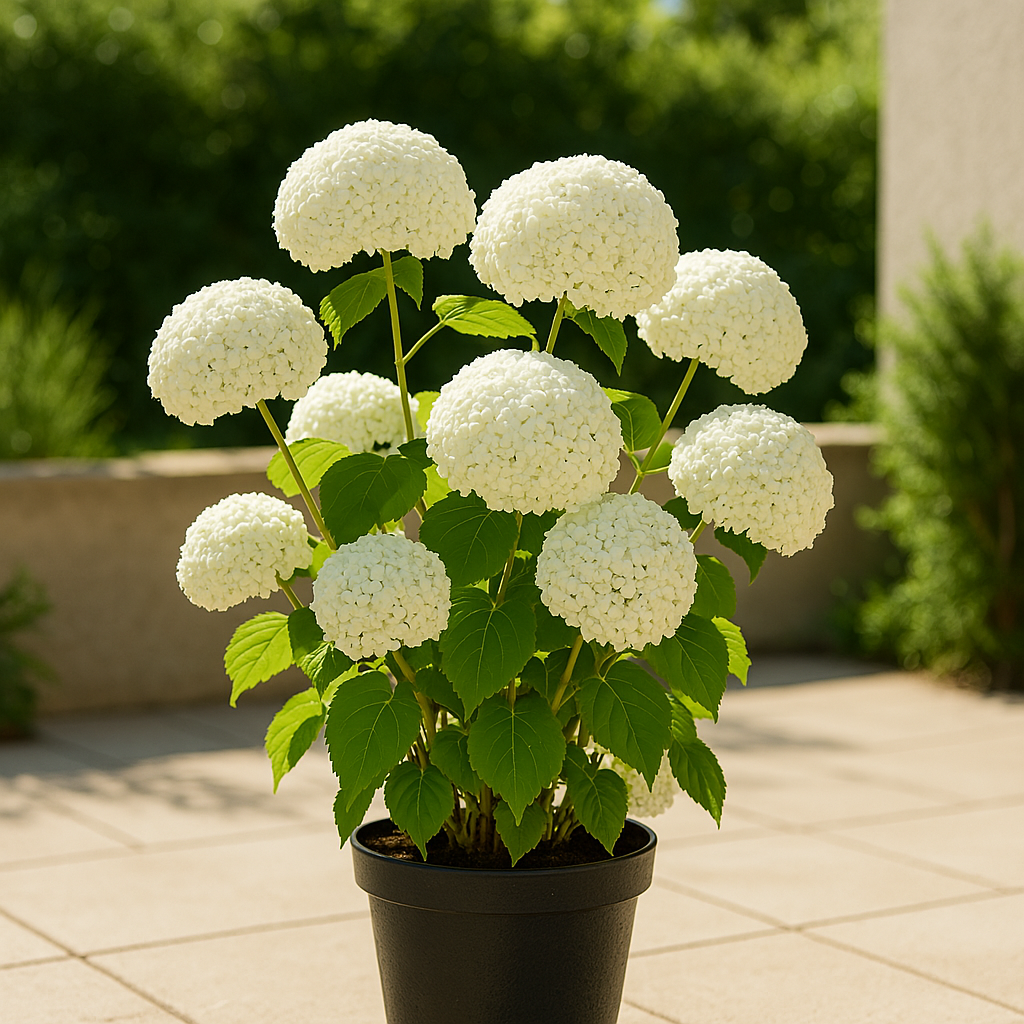 Hortensia | Hydrangea 'Strong Annabelle'