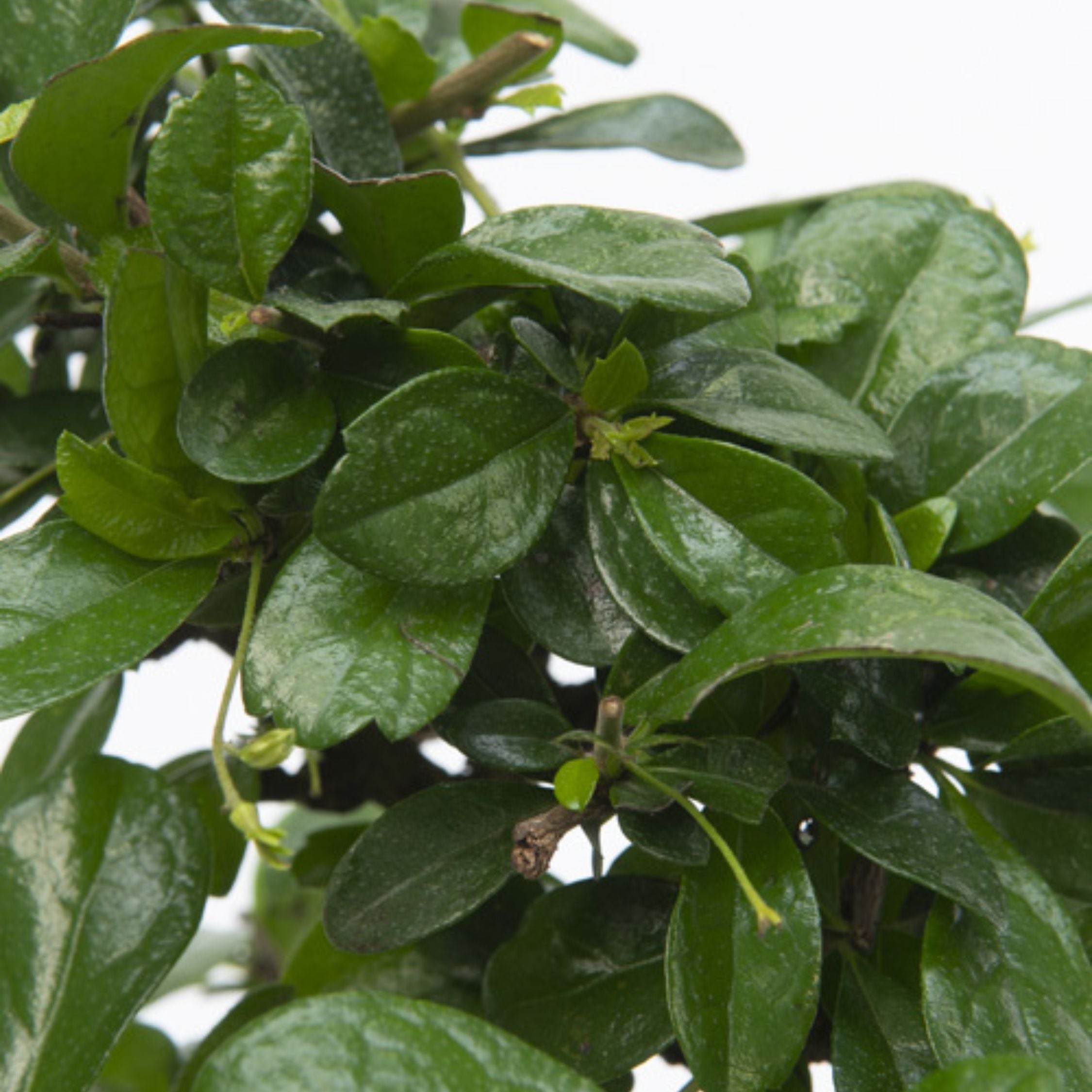 Bonsai træ - Carmona microphylla