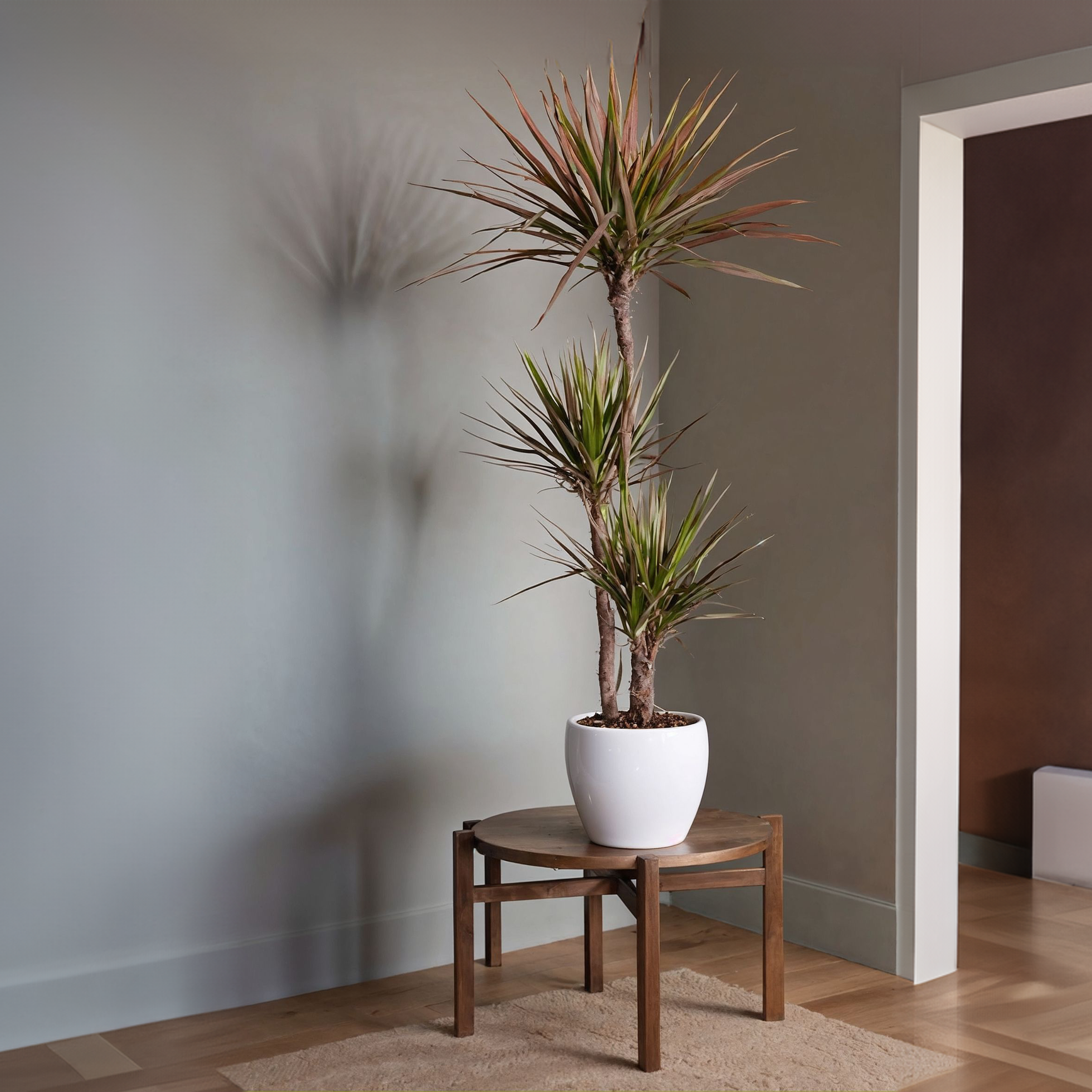 Drageplante drageblodstræ - Dracaena 'Magenta'