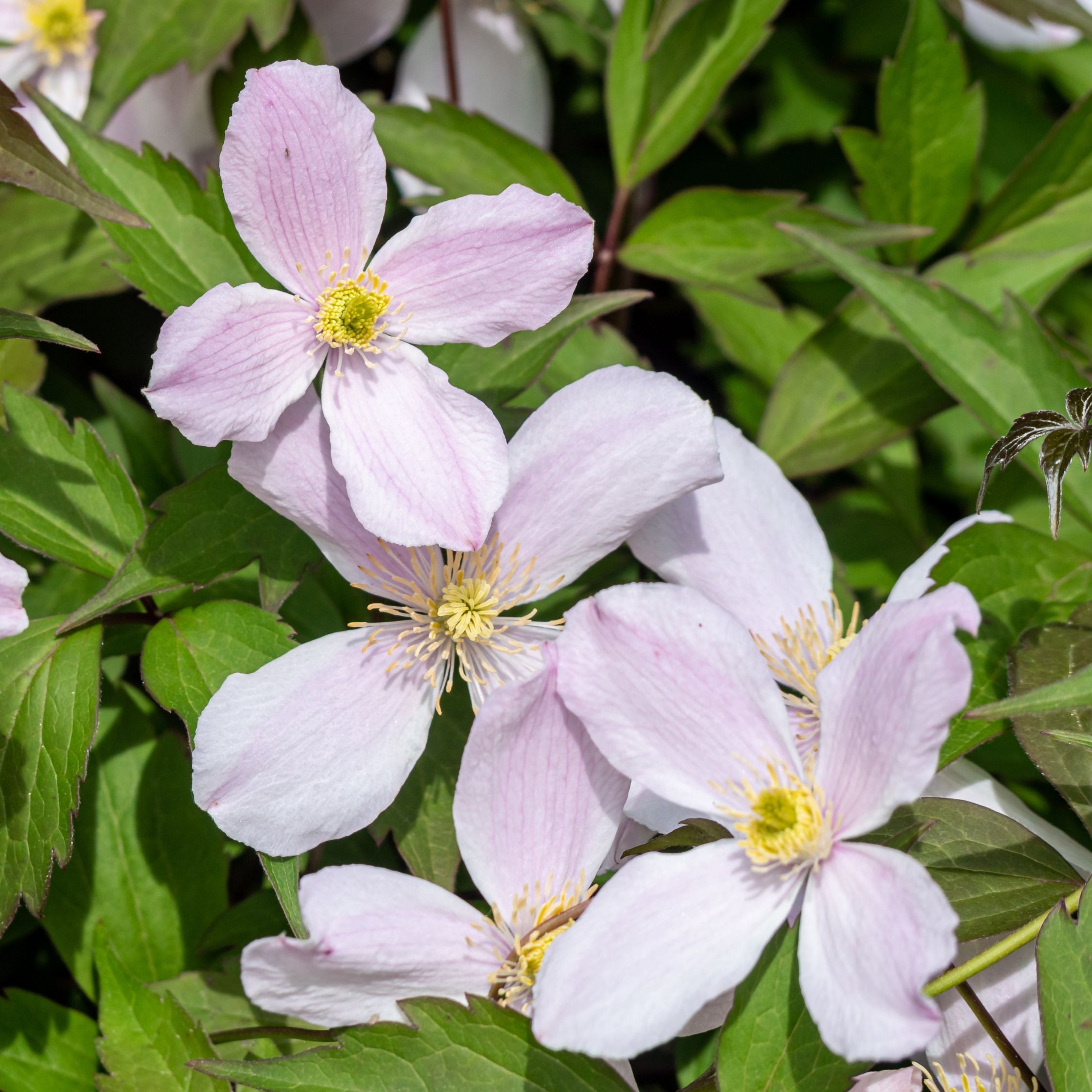 Klematis - Sæt 2 - Clematis montana 'Fragrant Spring'