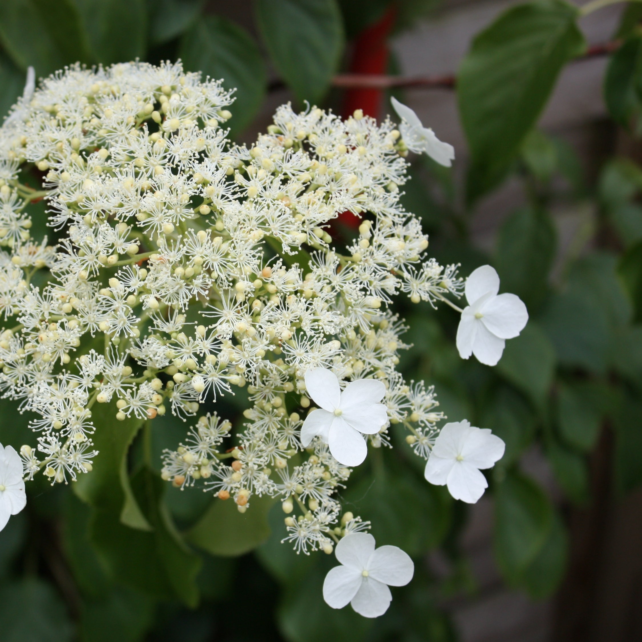 Hortensia - Sæt med 2 - Hydrangea anomale Petiolaris