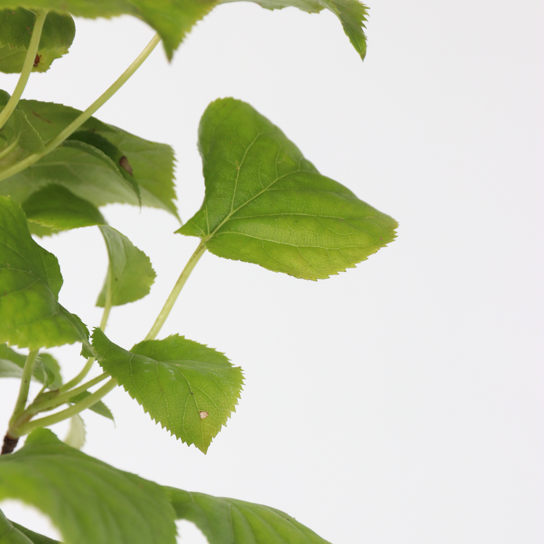 Hortensia - Sæt med 2 - Hydrangea anomale Petiolaris