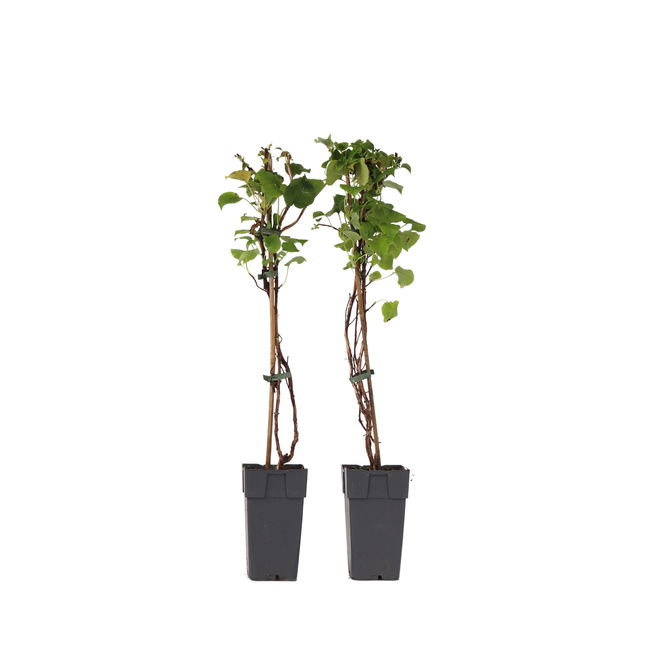 Hortensia - Sæt med 2 - Hydrangea anomale Petiolaris