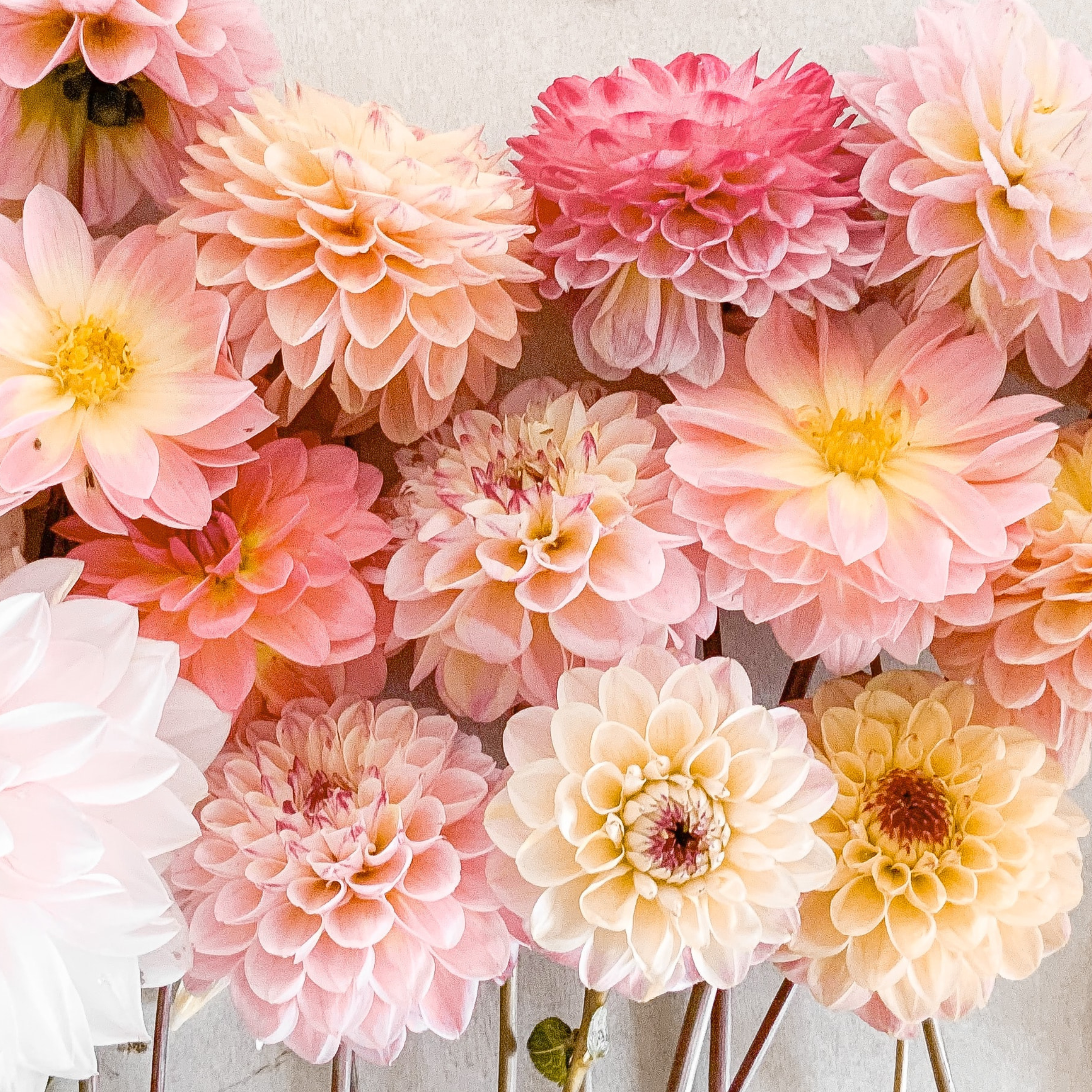 Dahlia knölar Rosa - Set med 3 | Dahlia "Break Out"