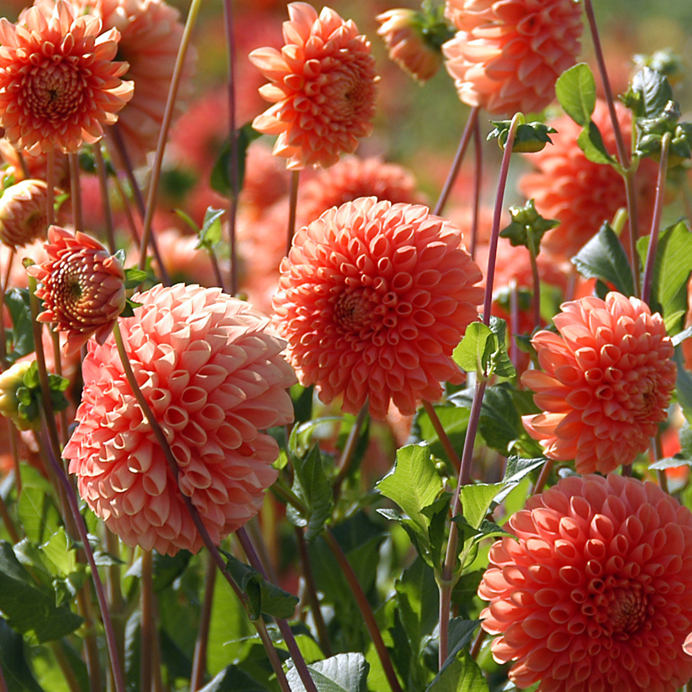 Dahlia tubers Orange - Set med 3 | Dahlia 'Sylvia'