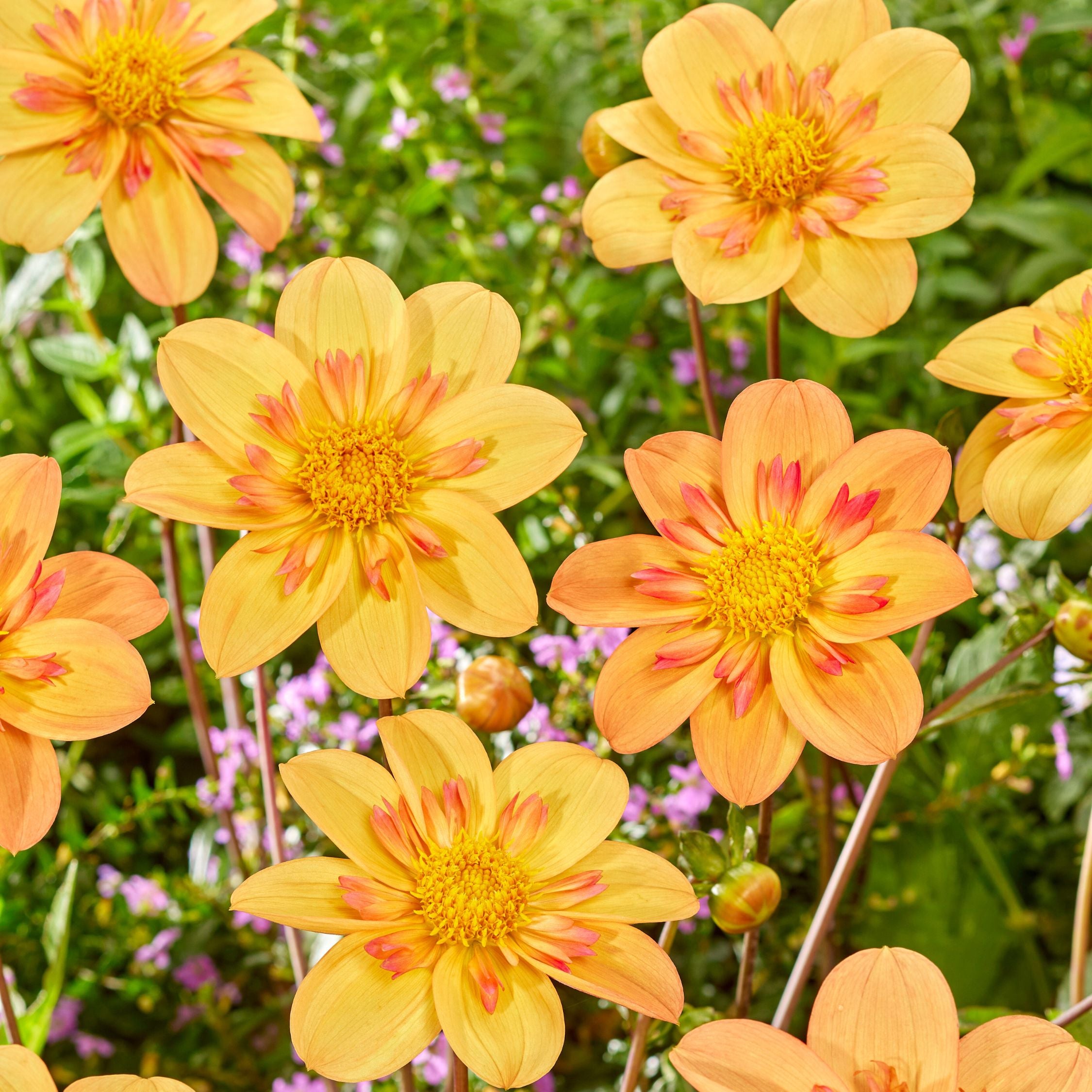 Dahlia-knolde Orange - Sæt med 3 | Dahlia 'Kelsey Annie Joy'