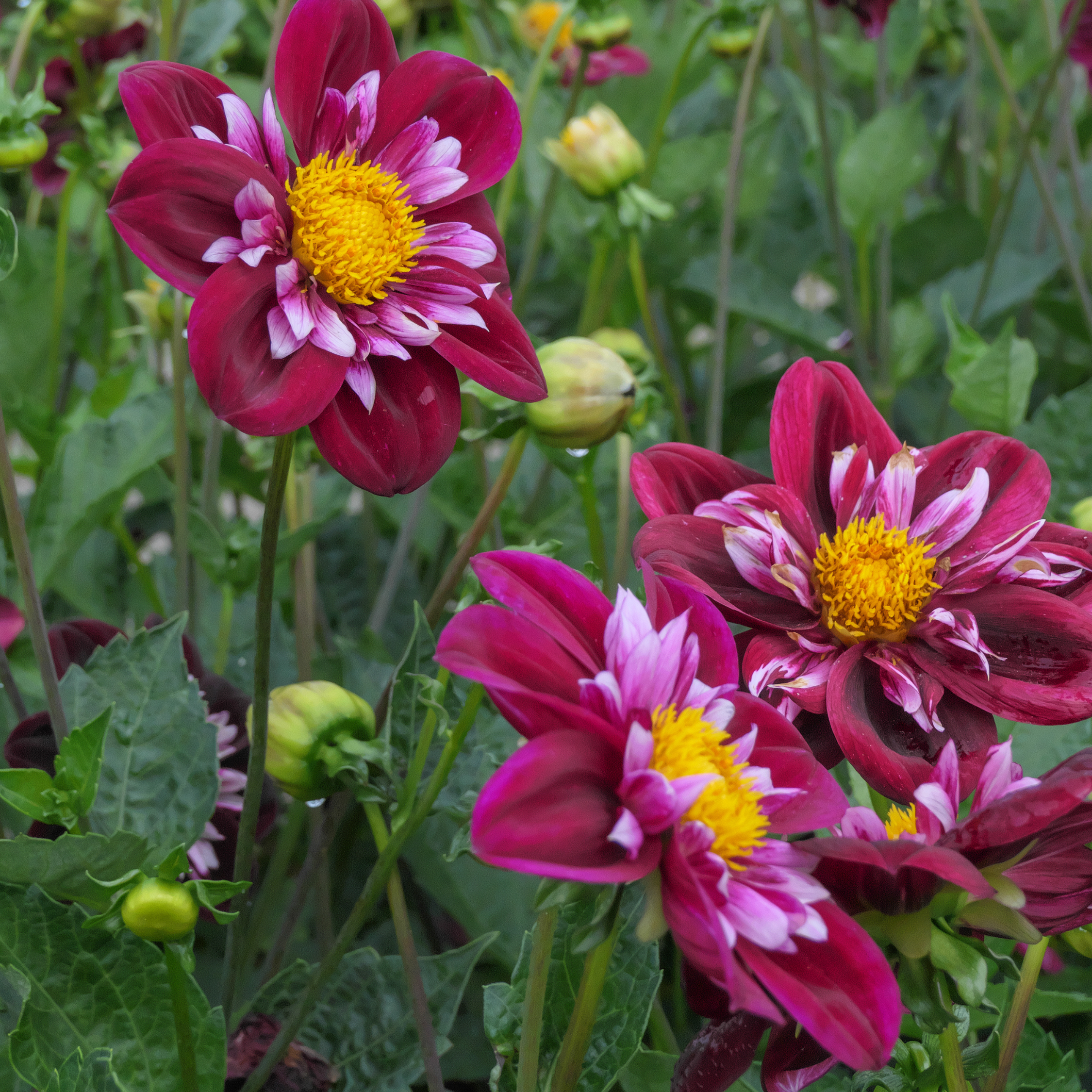 Dahlia knölar Röda - Set om 3 | Dahlia 'Mary Evelyn'