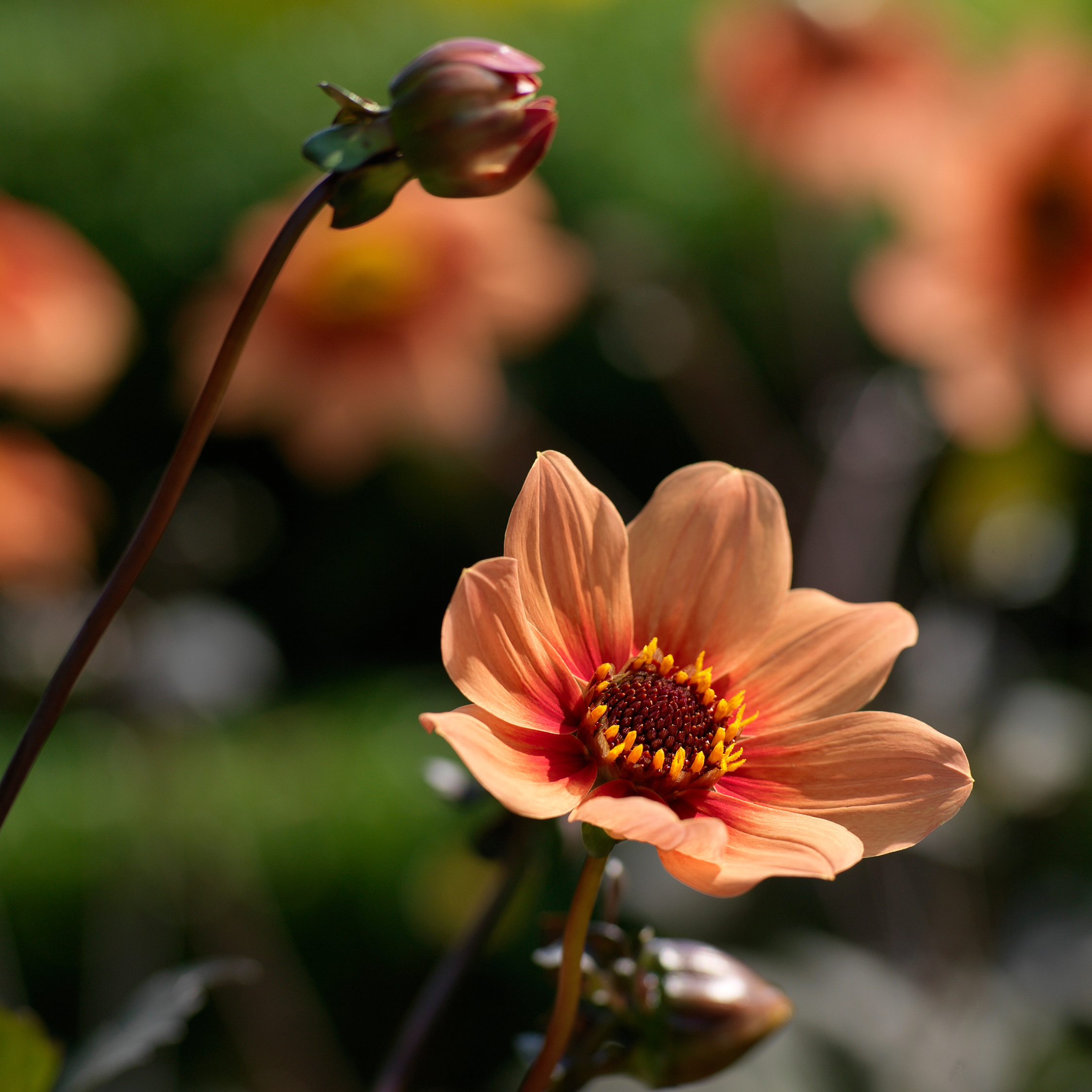Dahlia tubers Orange - Set med 6 | "Happy Single First Love"