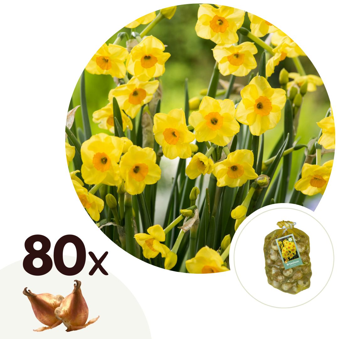 Narcissuslökar gula, påskliljor - Set om 80 | Narcissus "Golden Dawn"