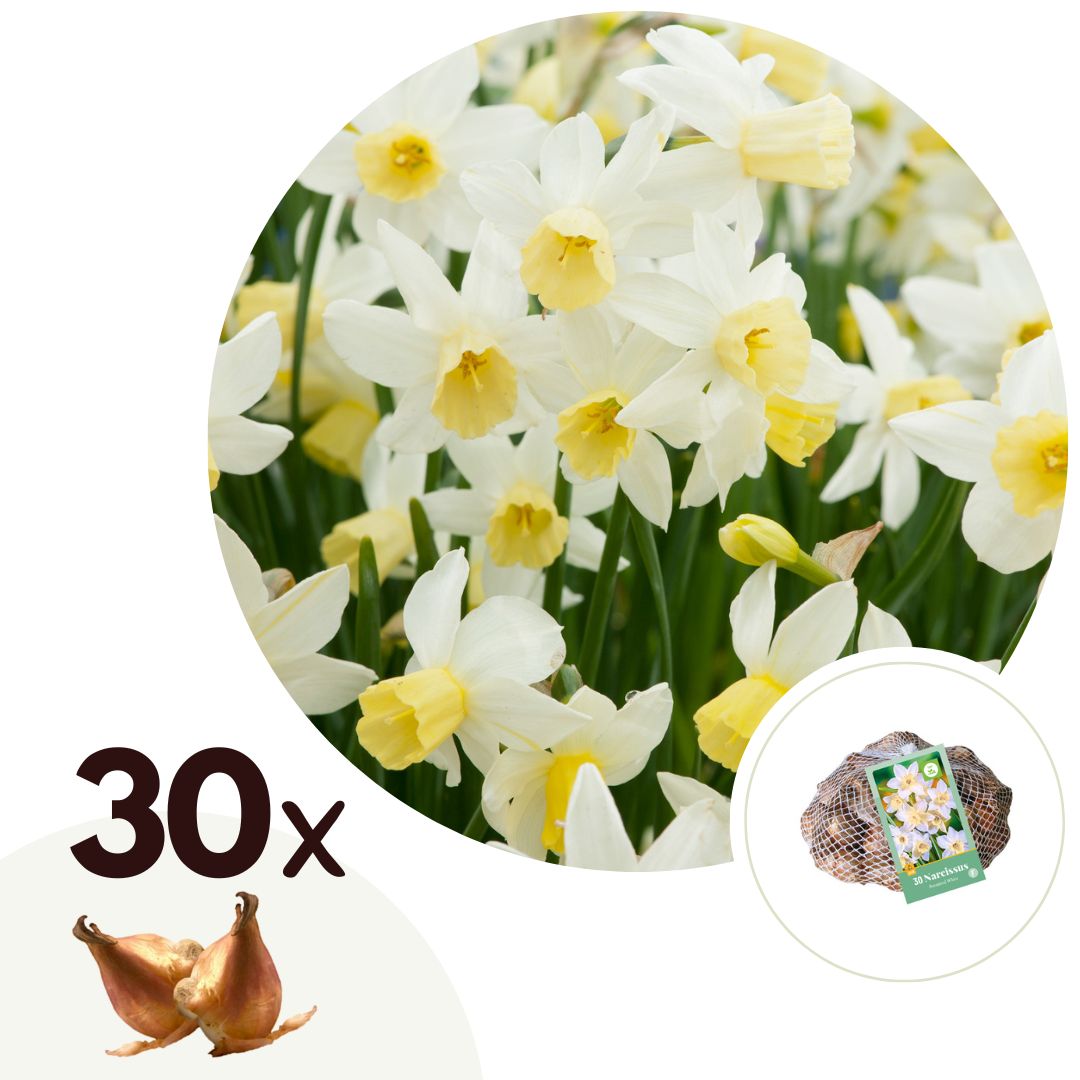 Narcissuslökar gula, påskliljor - Set om 30 | Botanical White'