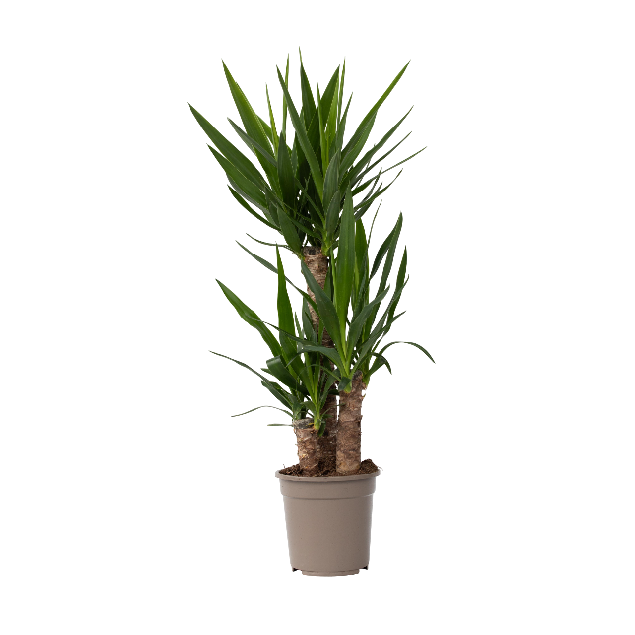 Elefantfod - Yucca elephantipes
