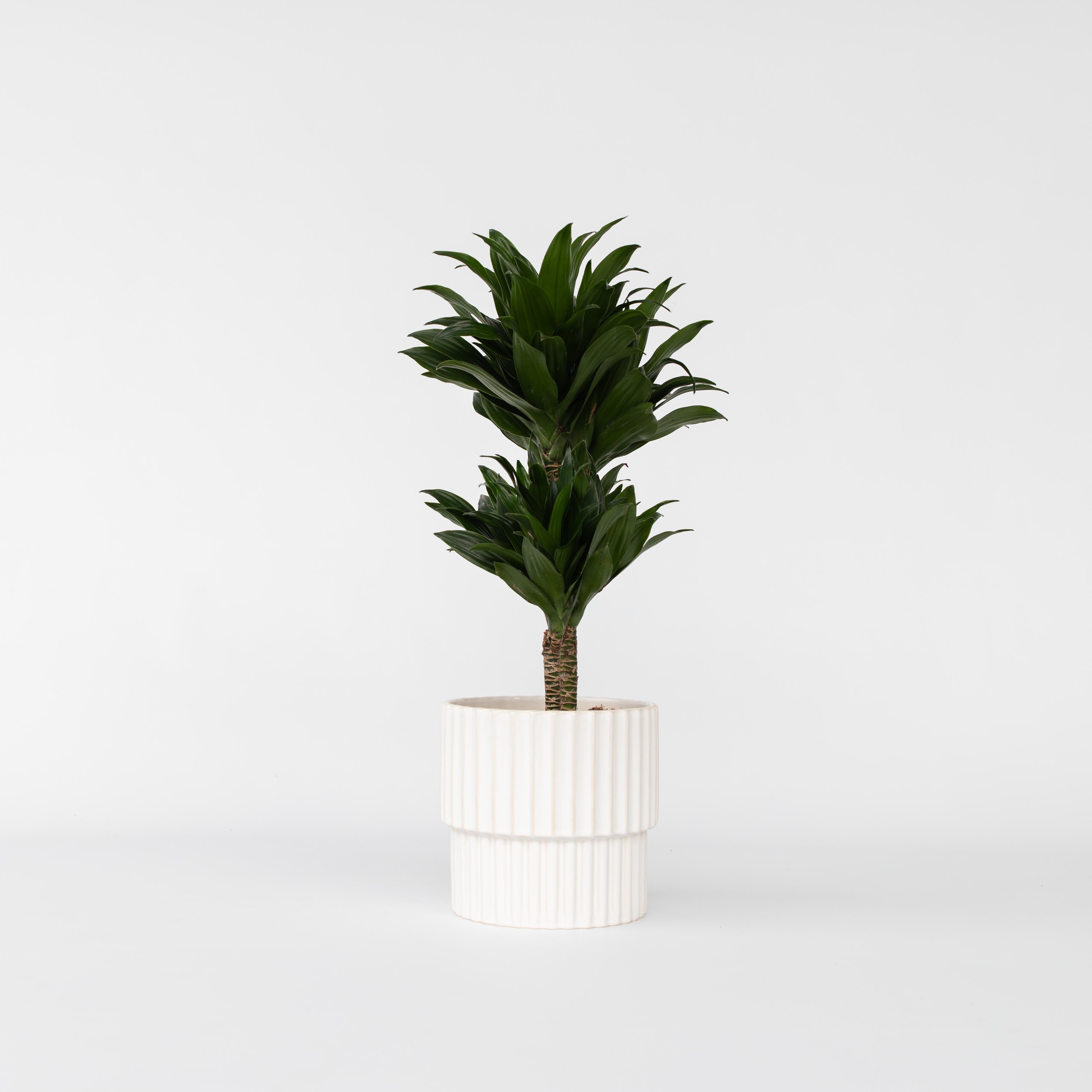 Drageplante - Dracaena surculosa