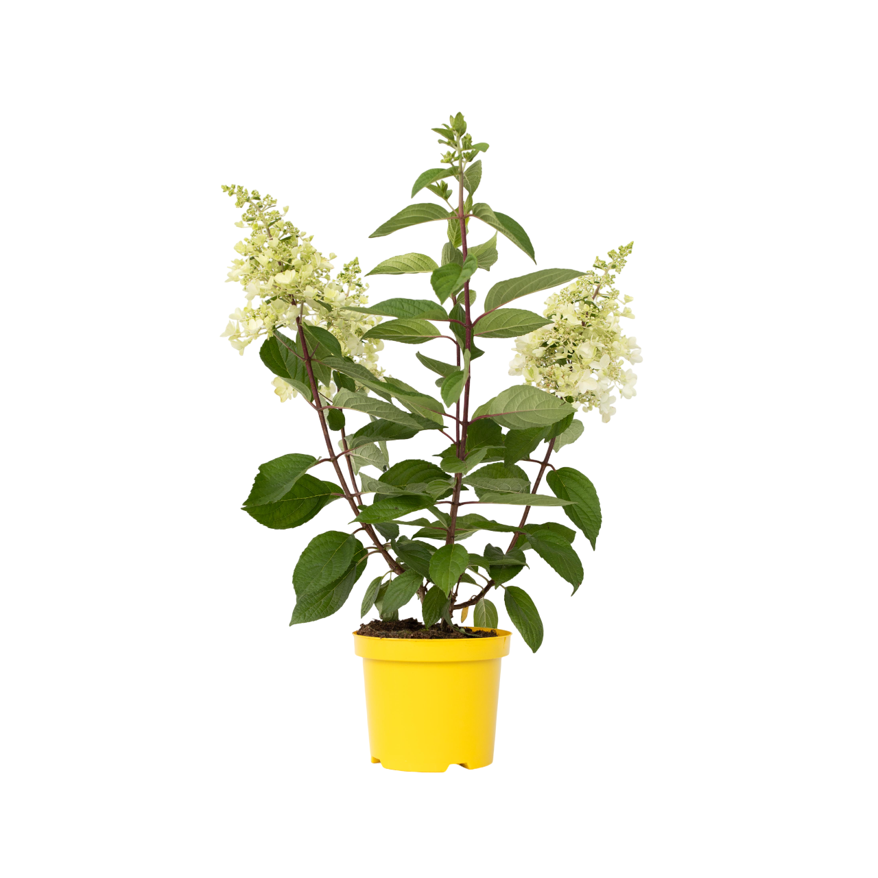 Hortensia - Hydrangea paniculata 'Candlelight'