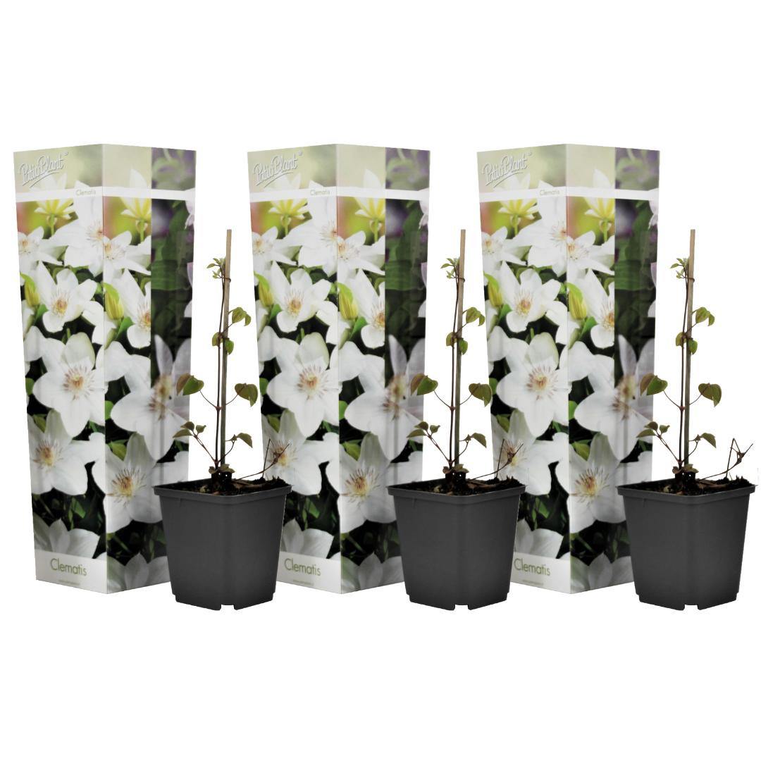 Klematis - Sæt med 3 - Clematis hybrid 'Mme Le Coultre'