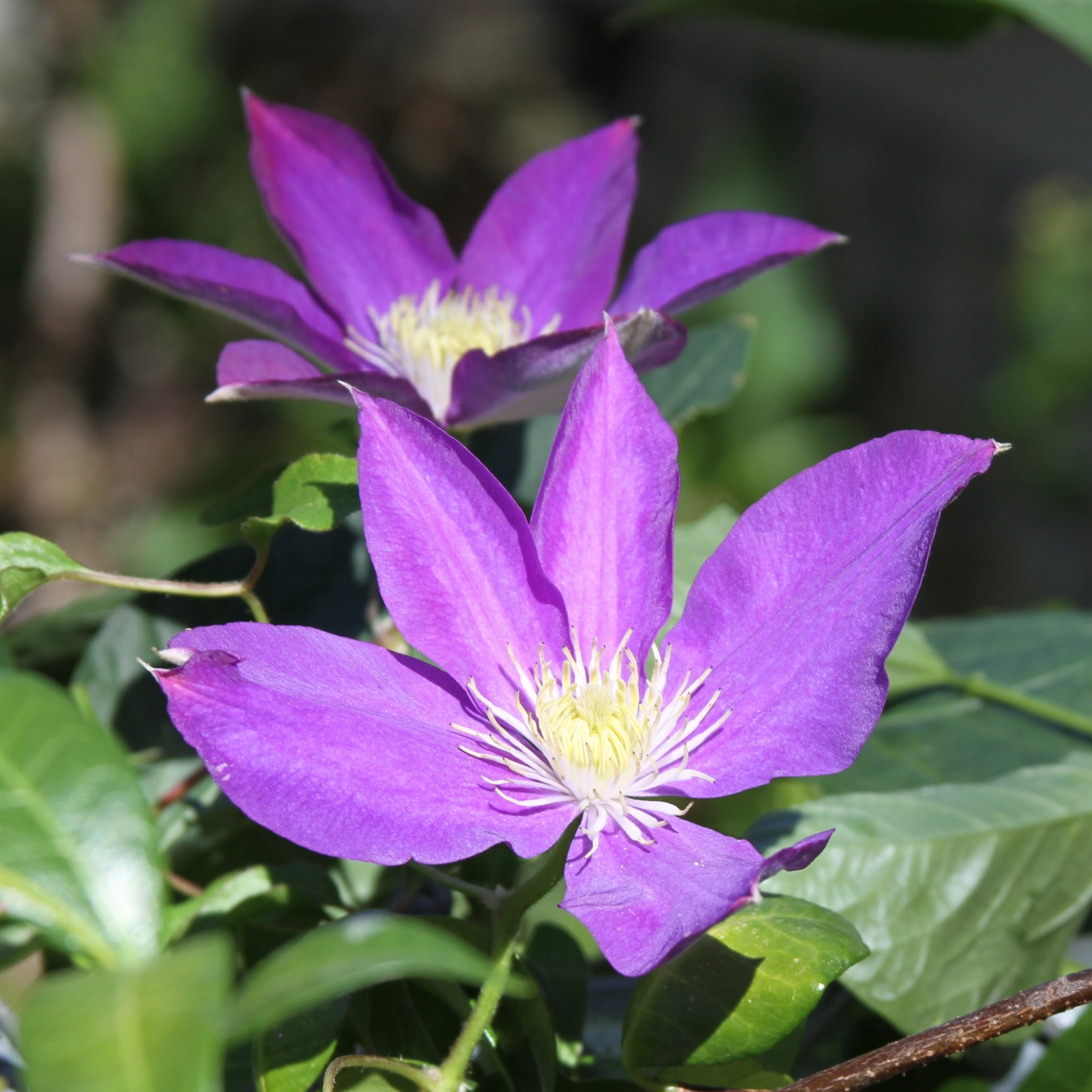 Klematis - Sæt med 3 - Clematis 'The President'