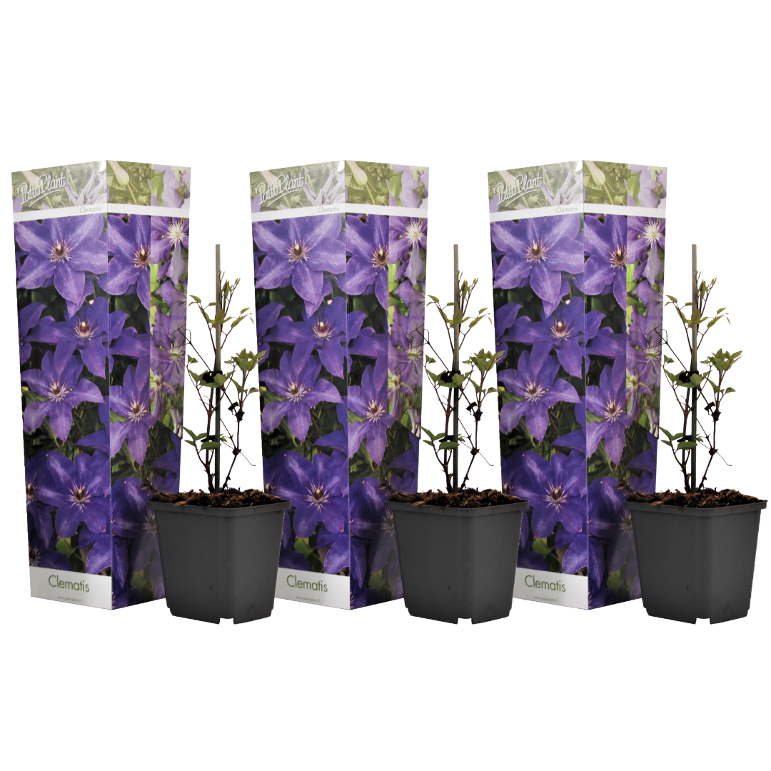 Klematis - Sæt med 3 - Clematis 'The President'