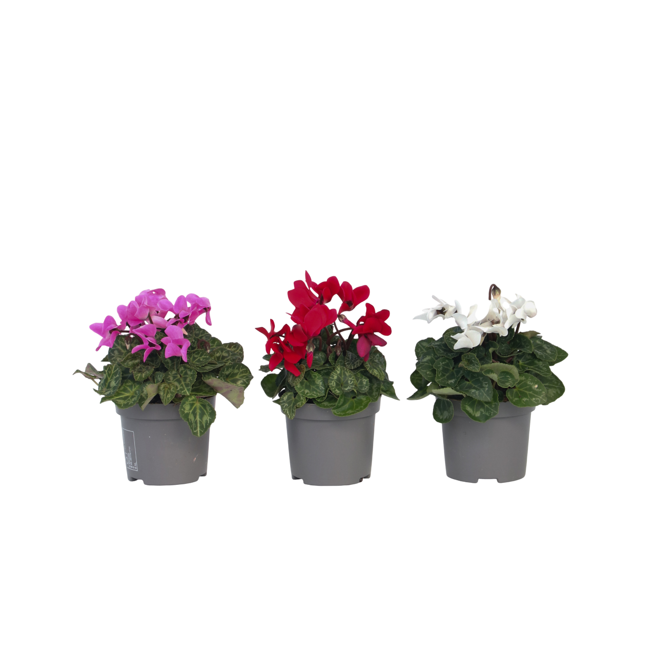 Krukkeviol - Sæt med 3 - Cyclamen persicum