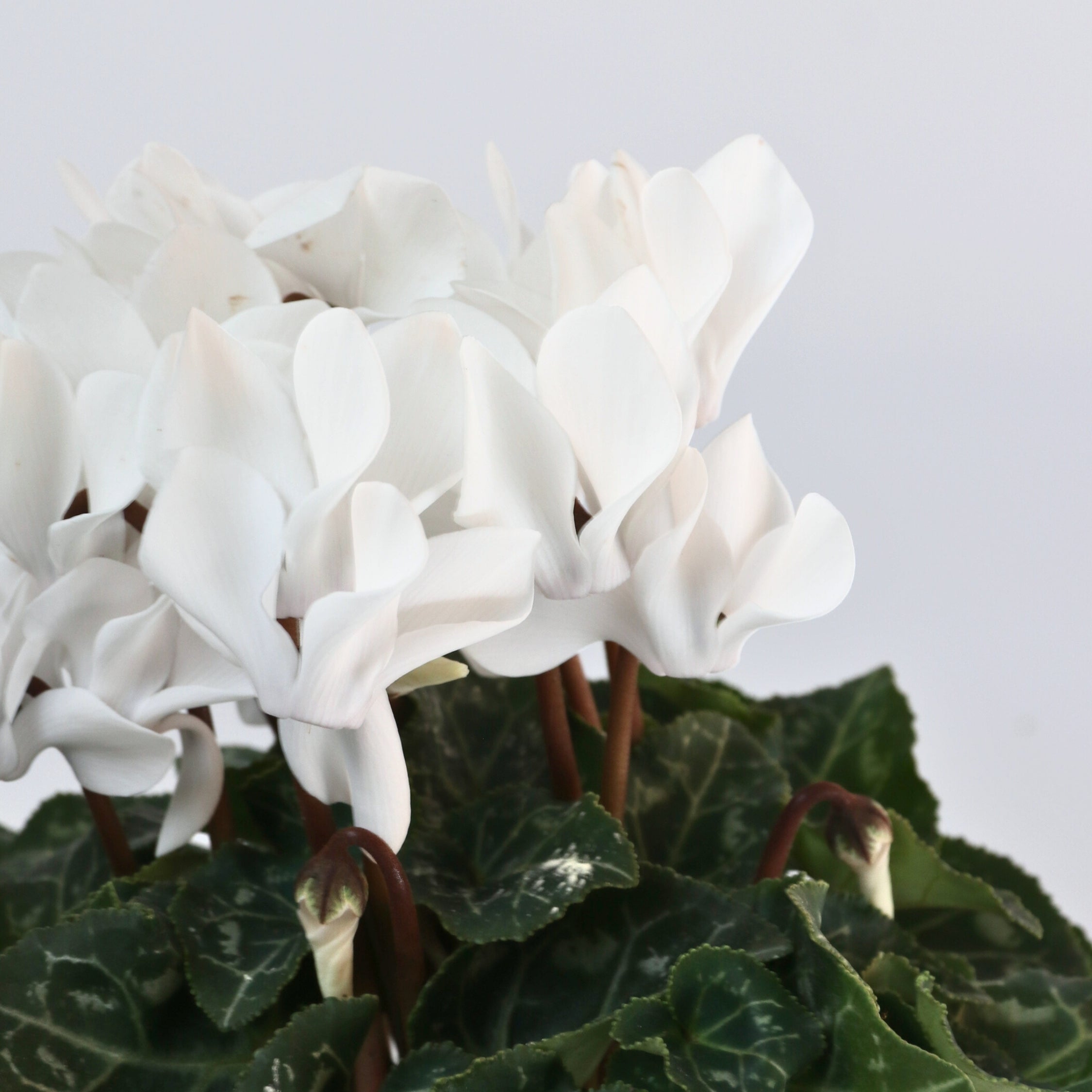 Krukkeviol - Sæt med 3 - Cyclamen persicum 'Metis White'