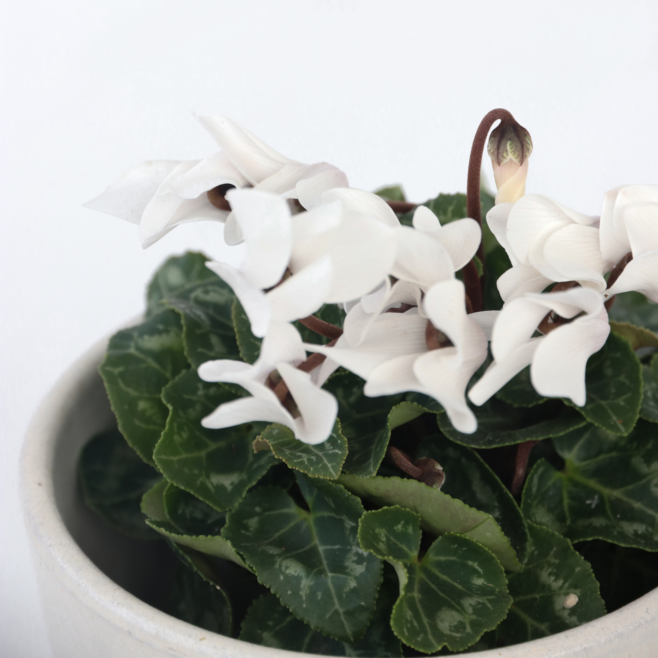 Krukkeviol - Sæt med 3 - Cyclamen persicum 'Metis White'