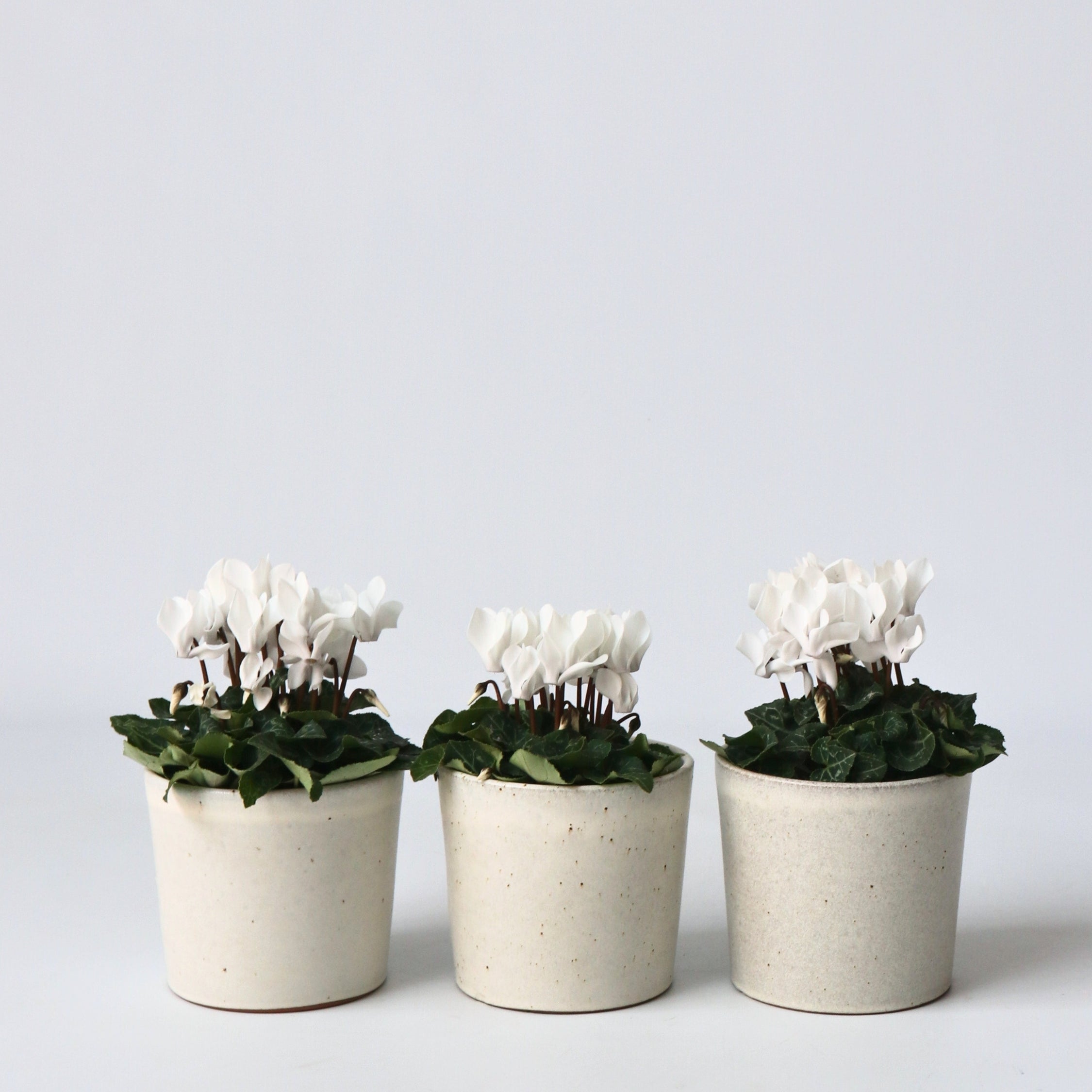 Krukkeviol - Sæt med 3 - Cyclamen persicum 'Metis White'