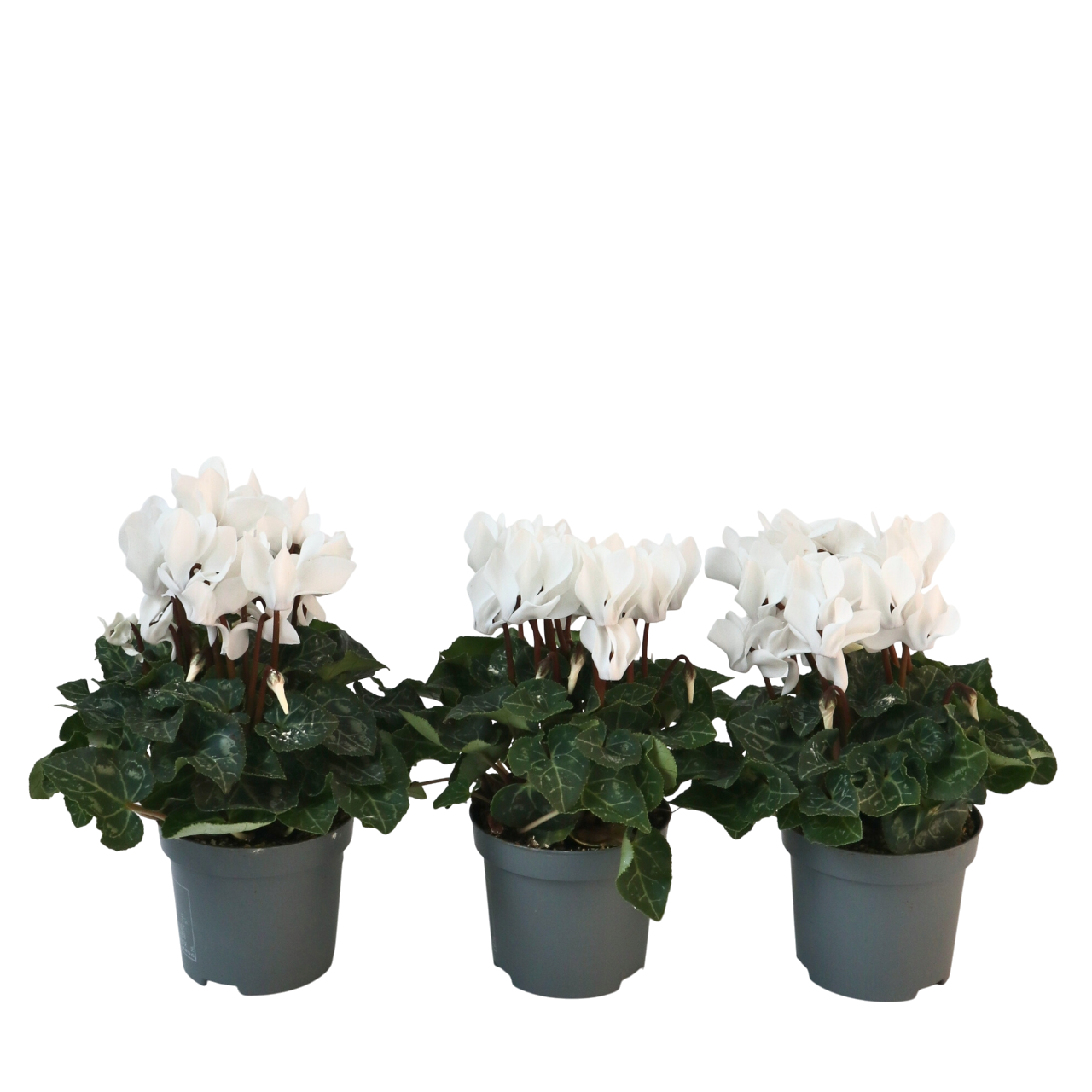 Krukkeviol - Sæt med 3 - Cyclamen persicum 'Metis White'