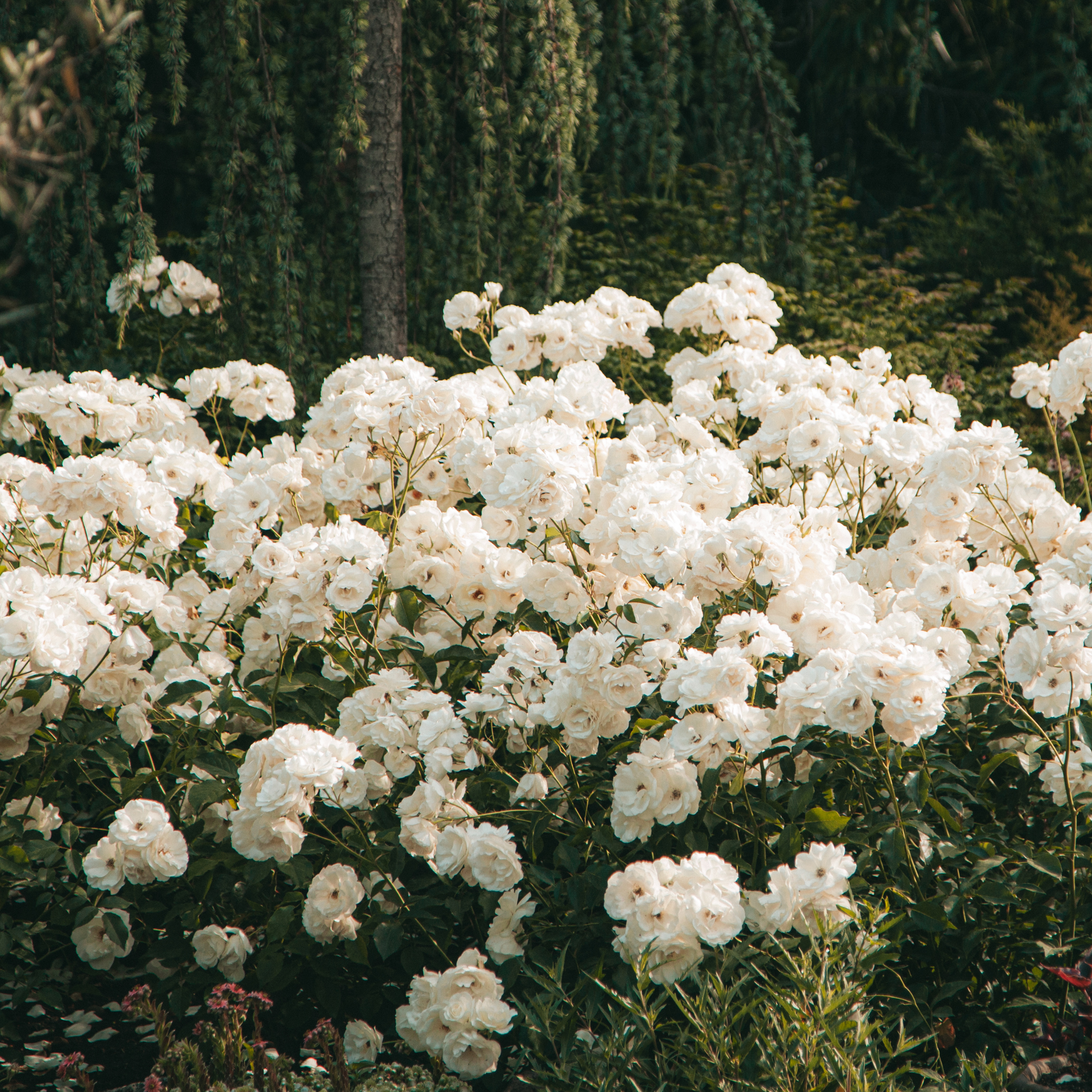 Rhododendron - Sæt med 3 - Busk 'Cunningham's White'