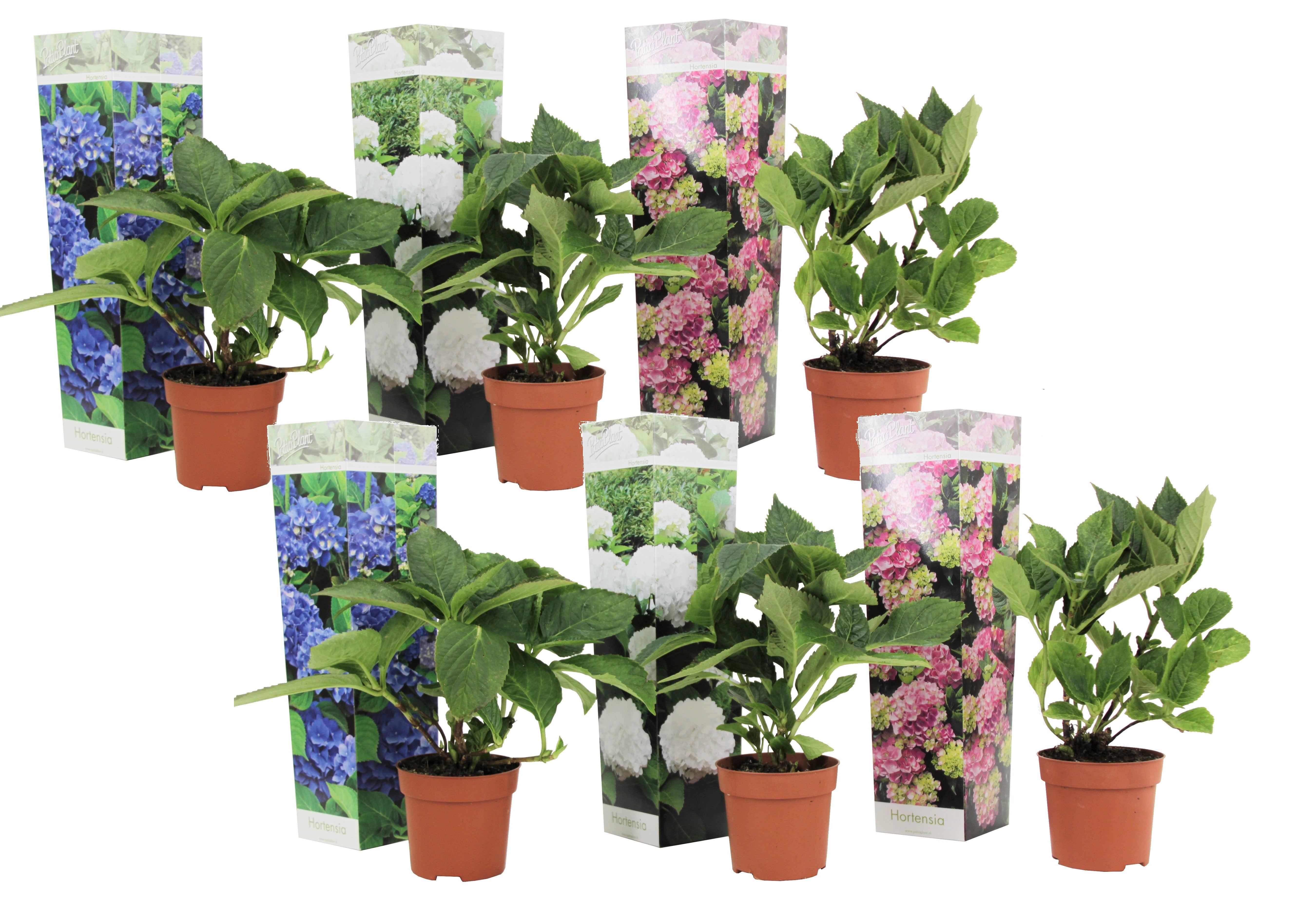 Havehortensia - Sæt med 6 - Hydrangea macrophylla