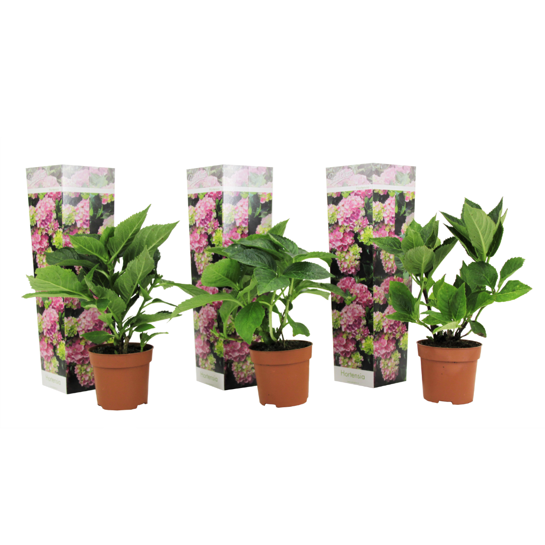 Havehortensia - Sæt med 3 - Hydrangea 'Early Pink'