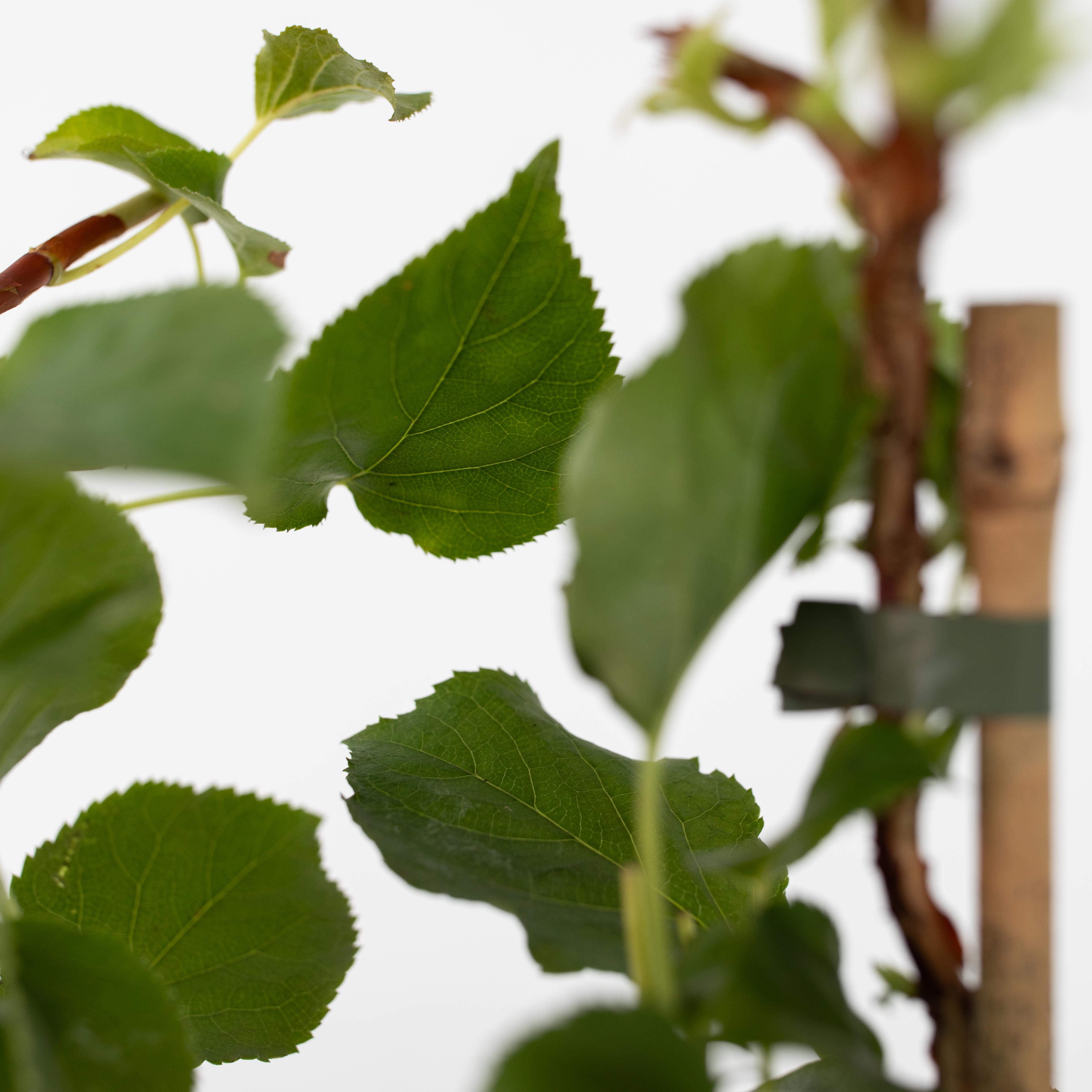 Klatrehortensia - Sæt 3 - Hydrangea anomale petiolaris