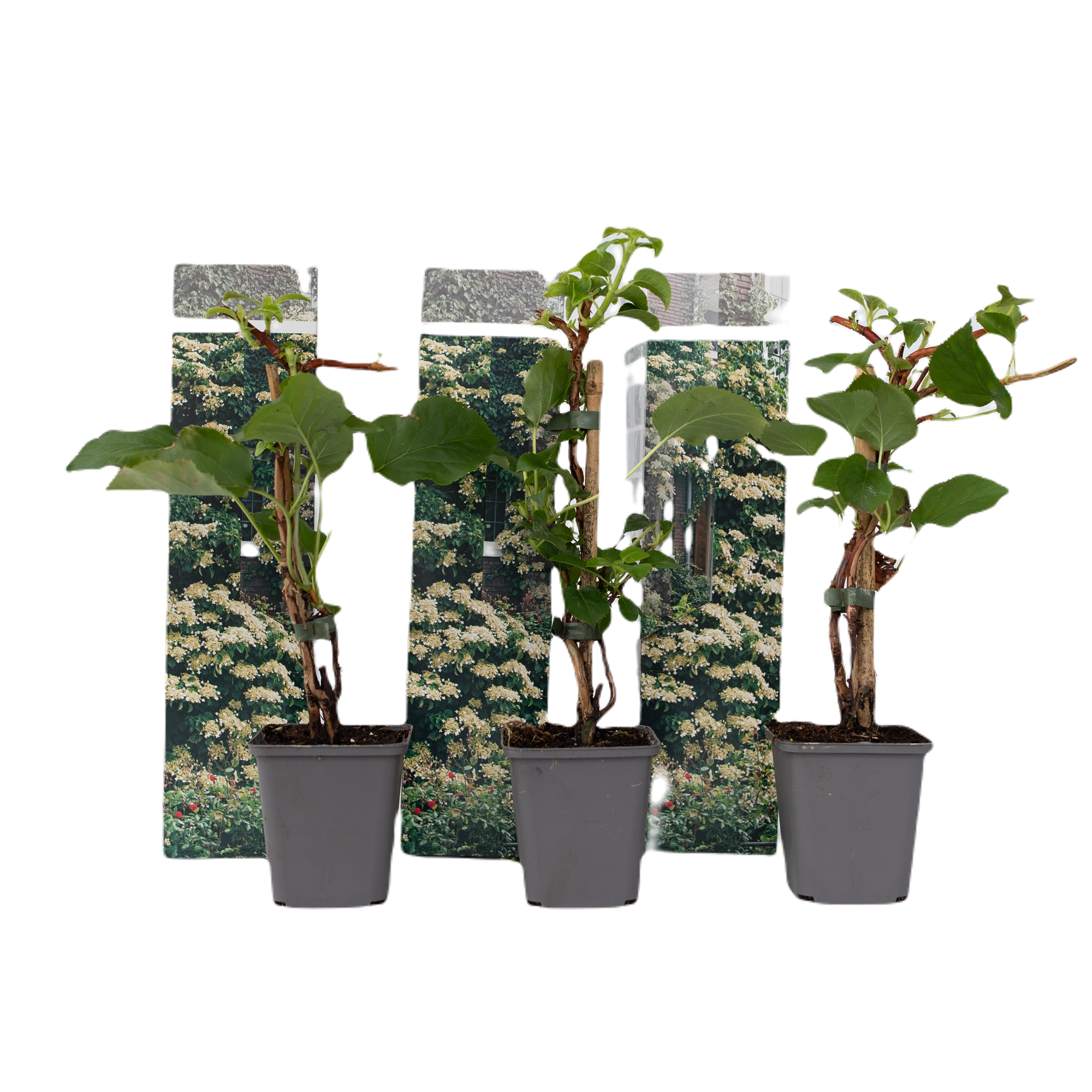 Klatrehortensia - Sæt 3 - Hydrangea anomale petiolaris