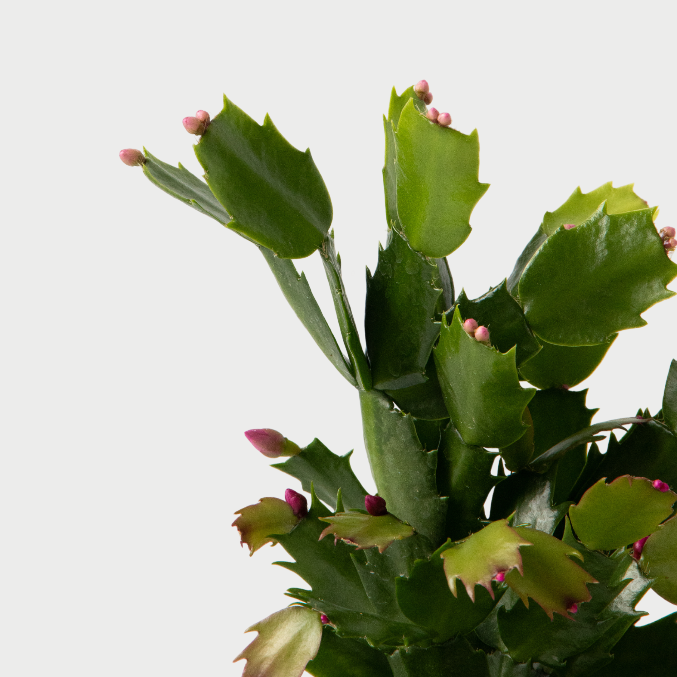 Novemberkaktus - Sæt med 3 - Schlumbergera 'Tricolor'