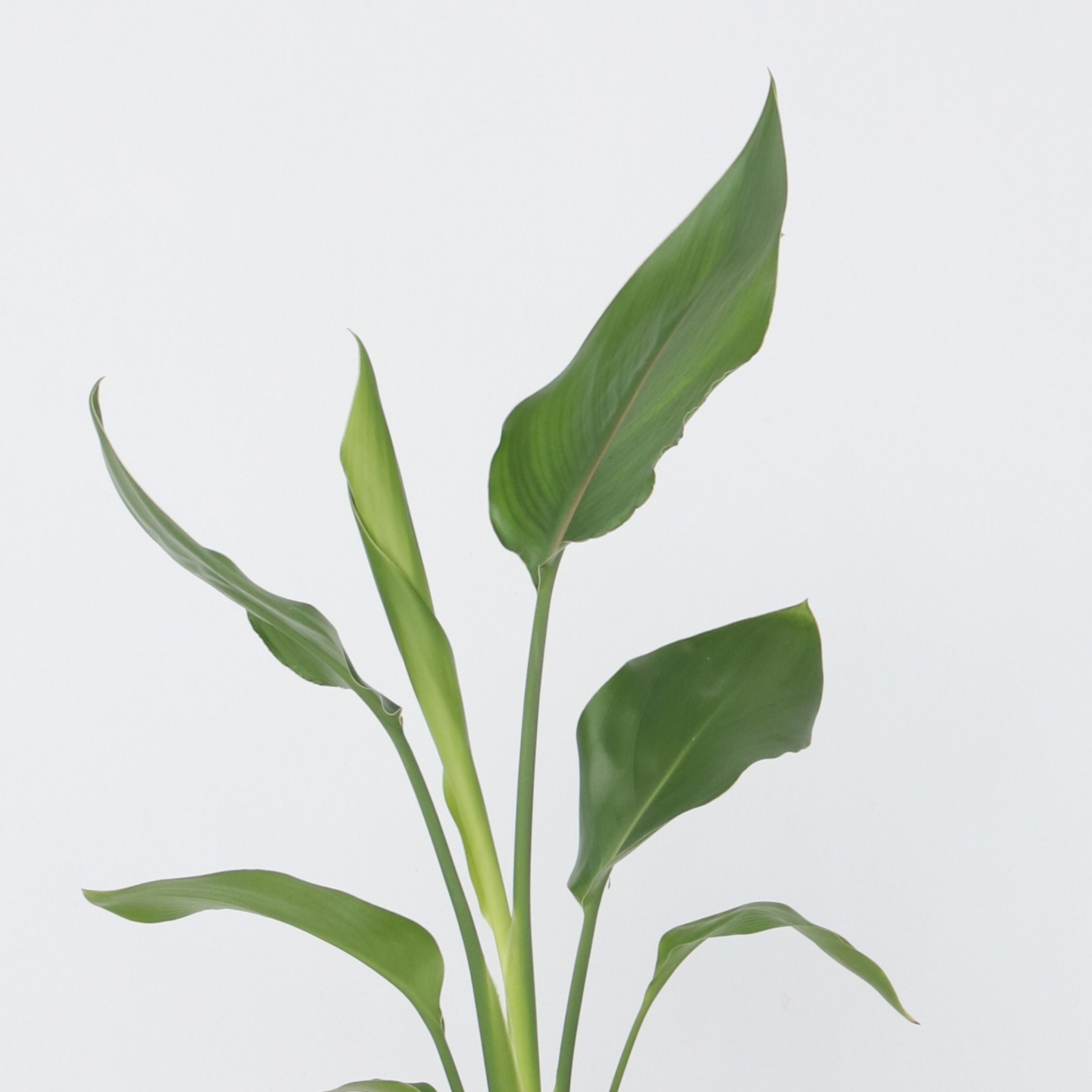 Paradisfugleblomst - Sæt med 3 - Strelitzia reginea