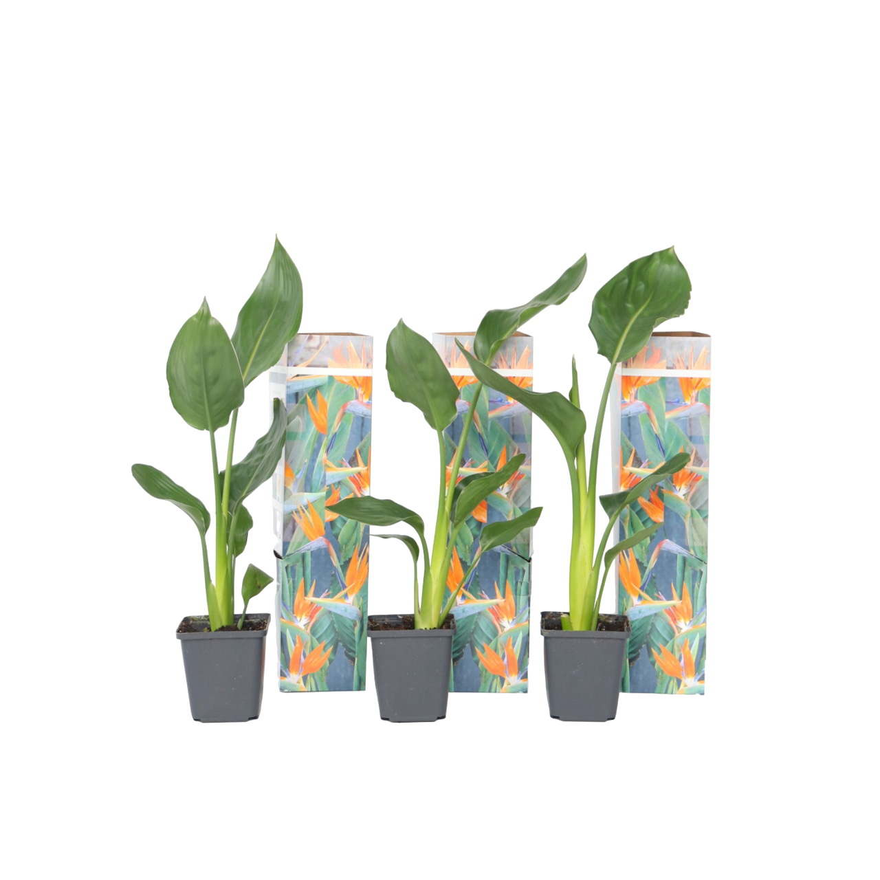 Paradisfugleblomst - Sæt med 3 - Strelitzia reginea