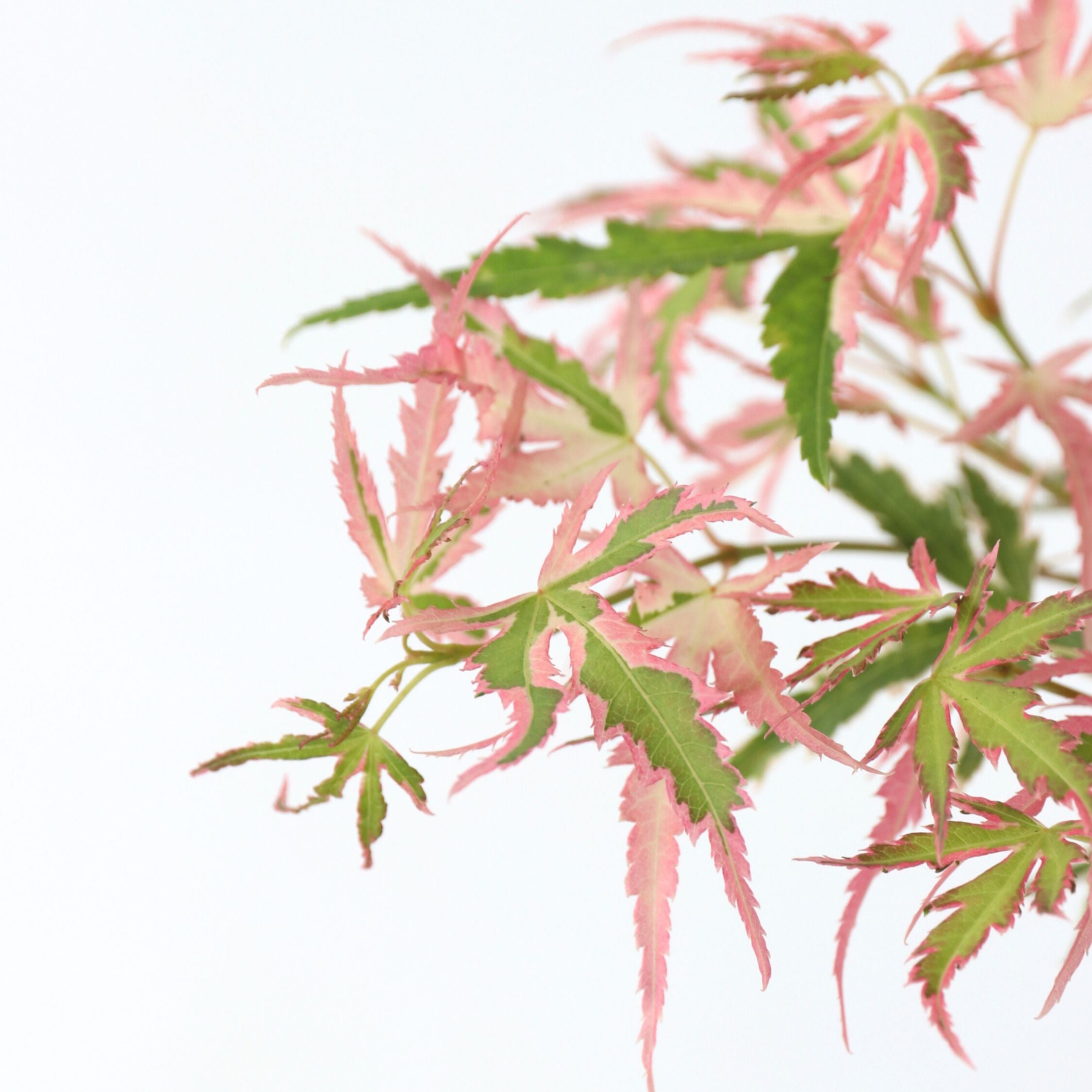 Japansk ahorn - Sæt 2 - Acer 'Ukigumo', Acer 'Taylor'