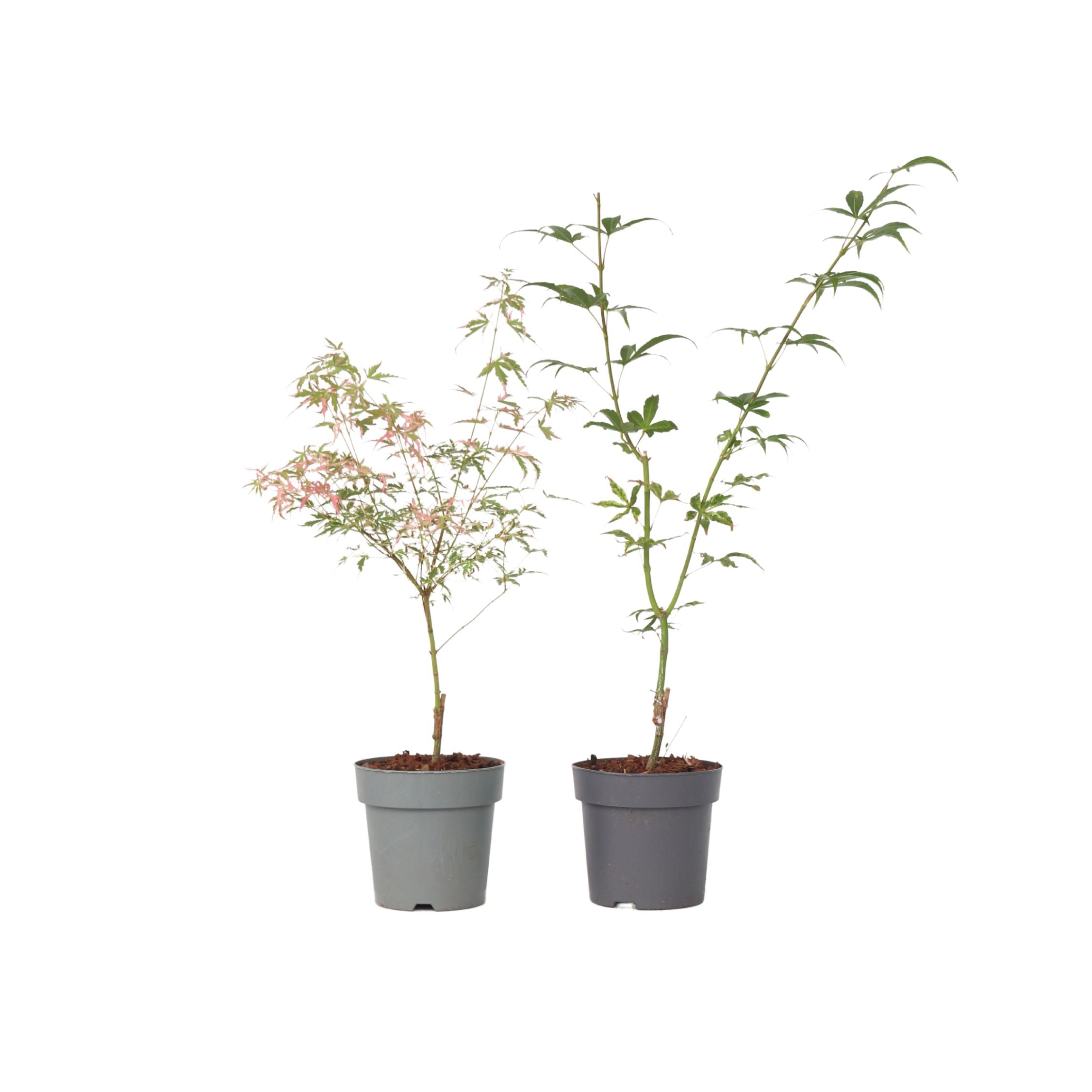 Japansk ahorn - Sæt 2 - Acer 'Ukigumo', Acer 'Taylor'