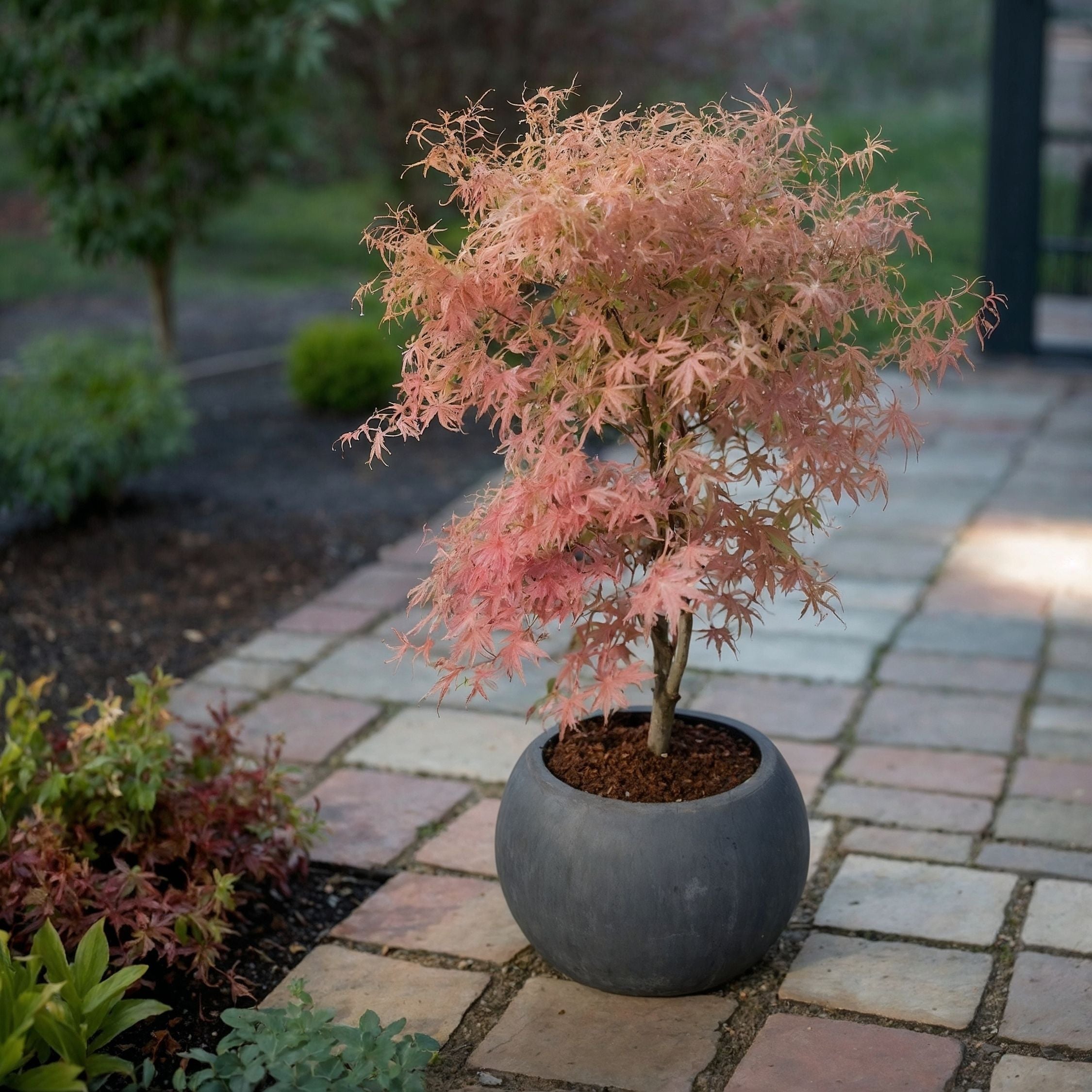 Japansk ahorn - Sæt 2 - Acer 'Ukigumo', Acer 'Taylor'